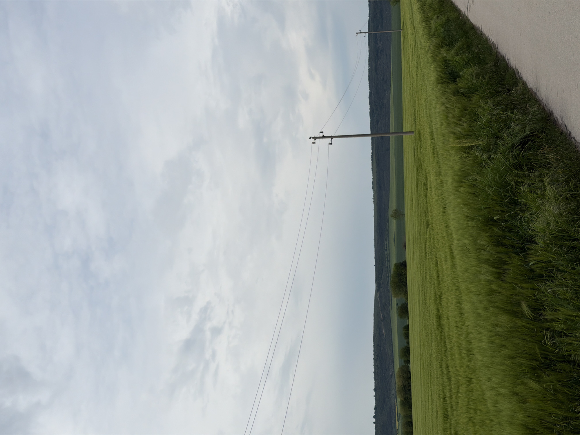 The image depicts a rural scene. In the foreground and running along the right side is a paved road, bordered by a strip of tall, green grass and vegetation. Adjacent to this is a field of vibrant green wheat or barley. In the distance, a line of trees forms a dark green border, potentially indicating a forest or wooded area. Two wooden utility poles are visible, stretching across the field with power lines extending toward the horizon. The sky is overcast with gray clouds. The location is Goran, Bulgaria. There are no people, actions or interactions present in the frame.