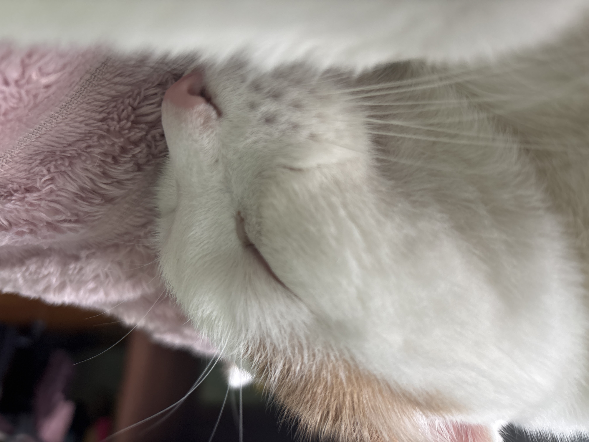The image is a close-up, macro shot of a white cat's face, specifically its nose and mouth area. The cat appears to be resting on a soft, pink, fuzzy material, possibly a blanket or pillow. Its fur is predominantly white with some faint orange or tan markings visible around its chin and muzzle. The cat's pink nose is the most prominent feature, with delicate whiskers fanning out from its muzzle. The lighting suggests it's indoors, and the overall impression is one of comfort and peacefulness, as the cat seems to be sleeping or relaxed. No people are visible in the frame, nor is there any text. The background is blurred and dark, with hints of other objects, but not clearly identifiable. The focus is entirely on the texture and details of the cat's face and the soft surface it is lying on.
