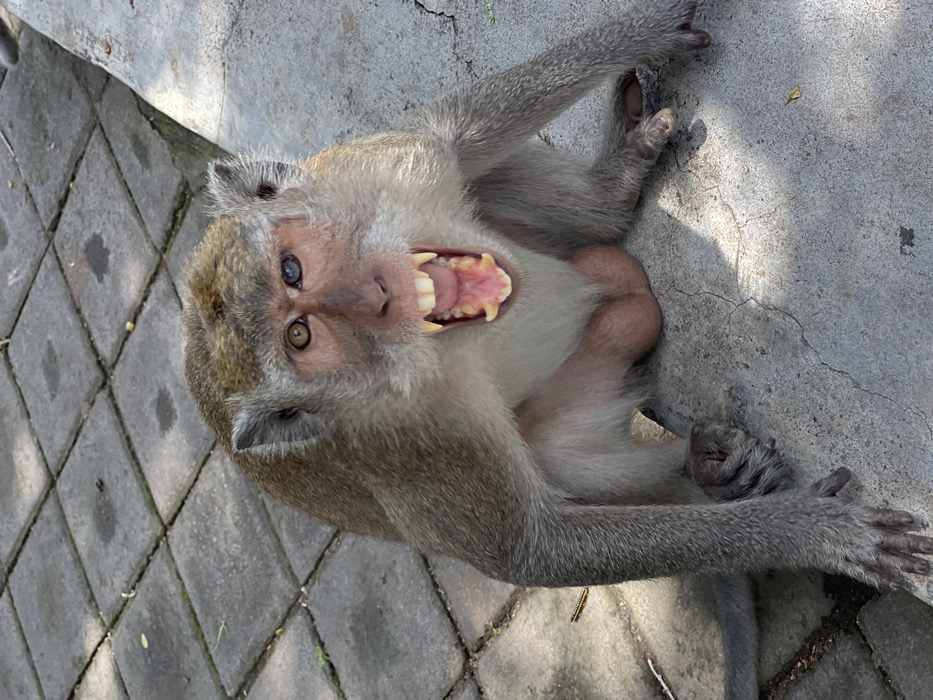An adult male macaque is depicted sitting on a paved surface in Banyu Poh, Indonesia. The monkey faces forward, its mouth wide open, exposing pink gums, a pink tongue, and a full set of teeth, including prominent canines, consistent with a threat display. Its fur is predominantly greyish-brown, with lighter coloration on the chest and belly. The monkey exhibits heterochromia, with its right eye (viewer's left) appearing gold/amber and its left eye (viewer's right) blue/grey. Its light pink scrotum is visible. The immediate environment consists of grey square paver stones in the upper portion of the image, transitioning to cracked grey concrete in the foreground. Bright sunlight illuminates the scene, creating distinct shadows. A small, segmented caterpillar with yellow and black stripes is visible on the paver stones to the left of the monkey's body.