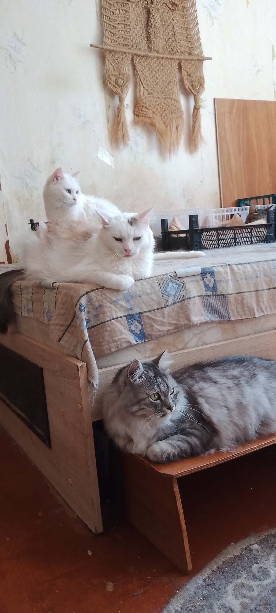 The image depicts an indoor scene with three cats. Two white cats are positioned on a surface covered with a patterned fabric, likely a bed or sofa. One white cat is further back, its head turned to the left. The second white cat is in the foreground, lying down with its eyes partially closed, facing forward. A third cat, a long-haired grey tabby, is lying down on a lower wooden surface to the right, facing left. The background includes a wall with wallpaper, a macrame wall hanging, and some plastic crates. The lighting suggests an indoor environment, possibly a home. There are no visible elements that specifically indicate the location as Belgorod, Russia.