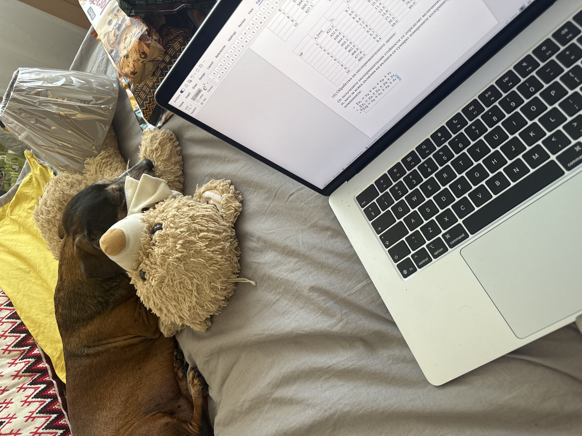 A dachshund dog lies nestled on a grey bed, cuddling a teddy bear. A laptop is open, displaying what appears to be a Microsoft Word document with a table and text in Cyrillic script. The document contains formulas, possibly related to calculations. A lampshade wrapped in plastic and a box of cookies sit nearby. The environment suggests a casual, domestic setting. The location is Sofia, Bulgaria, based on the Cyrillic text on the laptop screen.