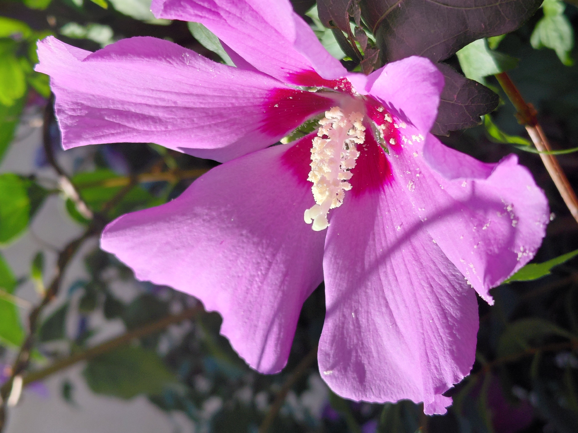 A close-up, low-angle, outdoor shot focuses on a vibrant pink hibiscus flower in full bloom. The flower is the primary subject, filling most of the frame. Its petals are a delicate pink, with deeper magenta coloring radiating from the center. The stamen, a prominent feature, is a bright yellow, covered in a dusting of white pollen that is also scattered across the petals. The background consists of blurred green foliage and branches, suggesting a garden or natural setting. The lighting indicates it is daytime, with sunlight illuminating the flower, creating shadows and highlighting the texture of the petals. The image is sharp in the foreground, with the background softly out of focus. The scene does not depict any people or specific urban landmarks of Pleven, Bulgaria.