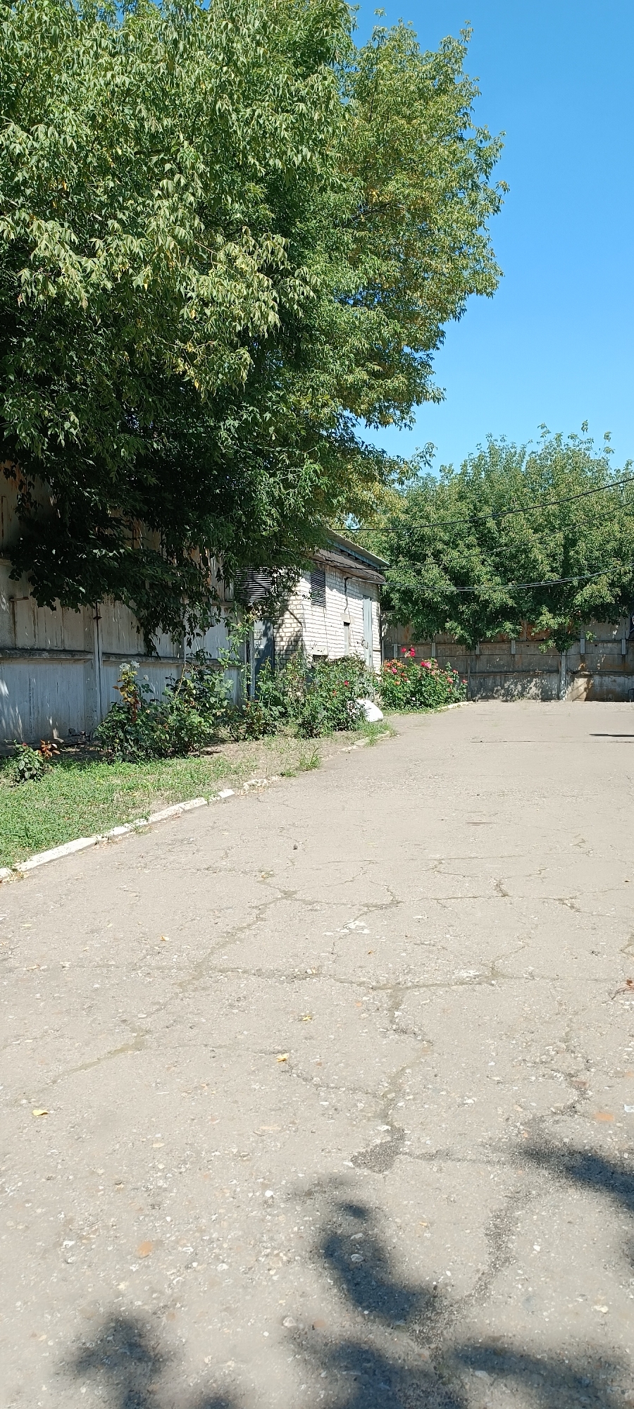 A vertical, eye-level, outdoor photograph captures a sunlit scene in Sokolohirsk, Ukraine. The image is dominated by a paved area in the foreground, showing signs of wear with cracks and gravelly patches, and dappled shadows cast by foliage. To the left, a low-lying building constructed of white brick is visible, partially obscured by the lush green canopy of a large tree. This tree extends across the upper portion of the frame, its dense leaves a vibrant green against a clear blue sky. Along the base of the building and extending to the right, a border of green bushes and flowering plants, including vibrant pink roses, adds color to the scene. A light-colored concrete fence runs along the back of the property, separating it from more trees and vegetation. The overall impression is one of a somewhat utilitarian, perhaps industrial or storage area, softened by the presence of greenery and flowers.