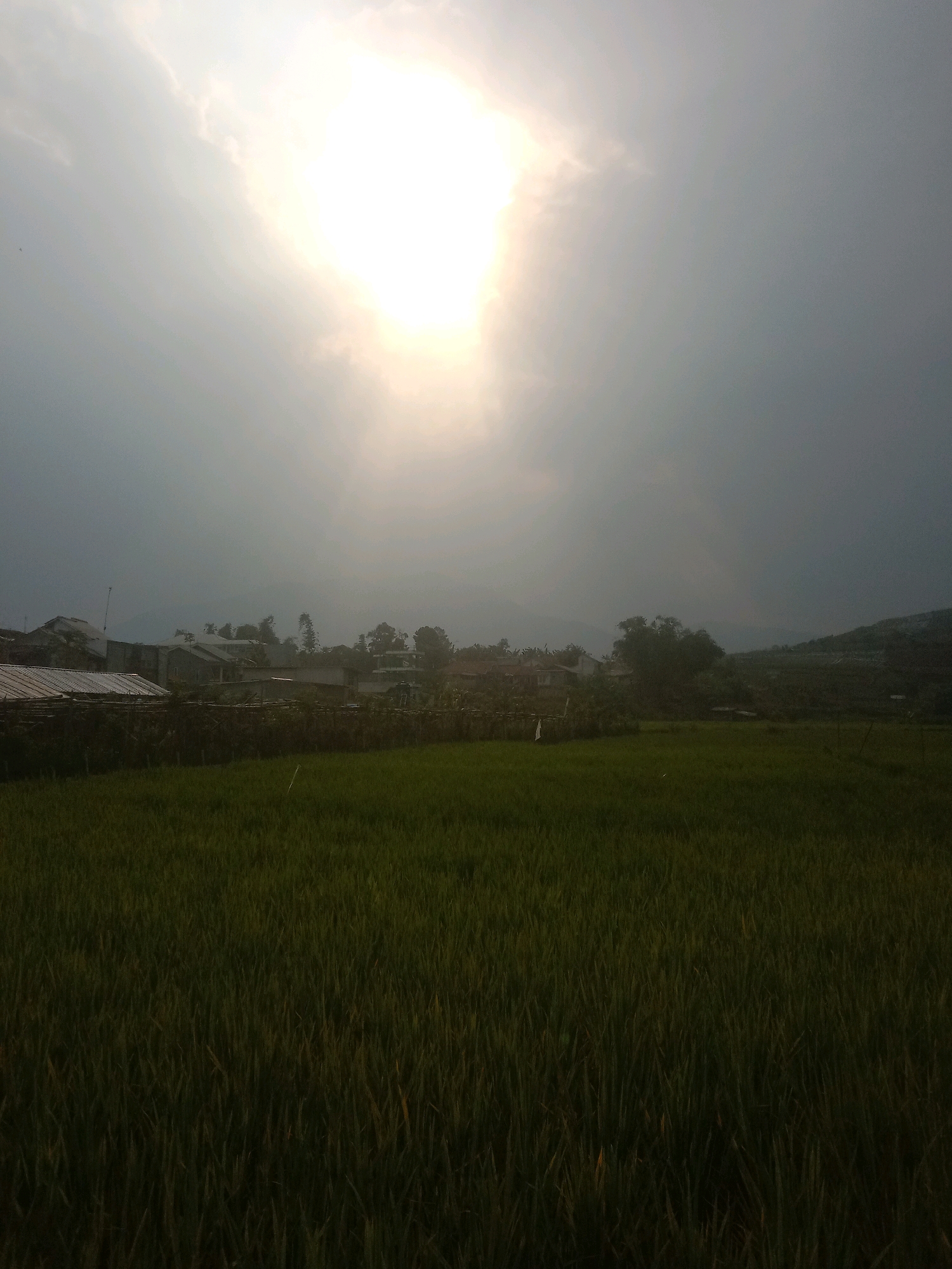This image captures a rural landscape in Sukanagalih, Indonesia, likely at dusk or during overcast conditions. The foreground is dominated by a lush green field, possibly rice paddies, with tall grass blades densely packed. In the middle ground, a cluster of houses with corrugated metal roofs are visible, interspersed with trees and vegetation. A fence line runs along the edge of the field, separating it from the settlement. The background features rolling hills and a hazy sky, with the sun partially obscured by clouds, casting a bright, diffused light. The overall impression is one of a serene, agricultural community bathed in soft, natural light.