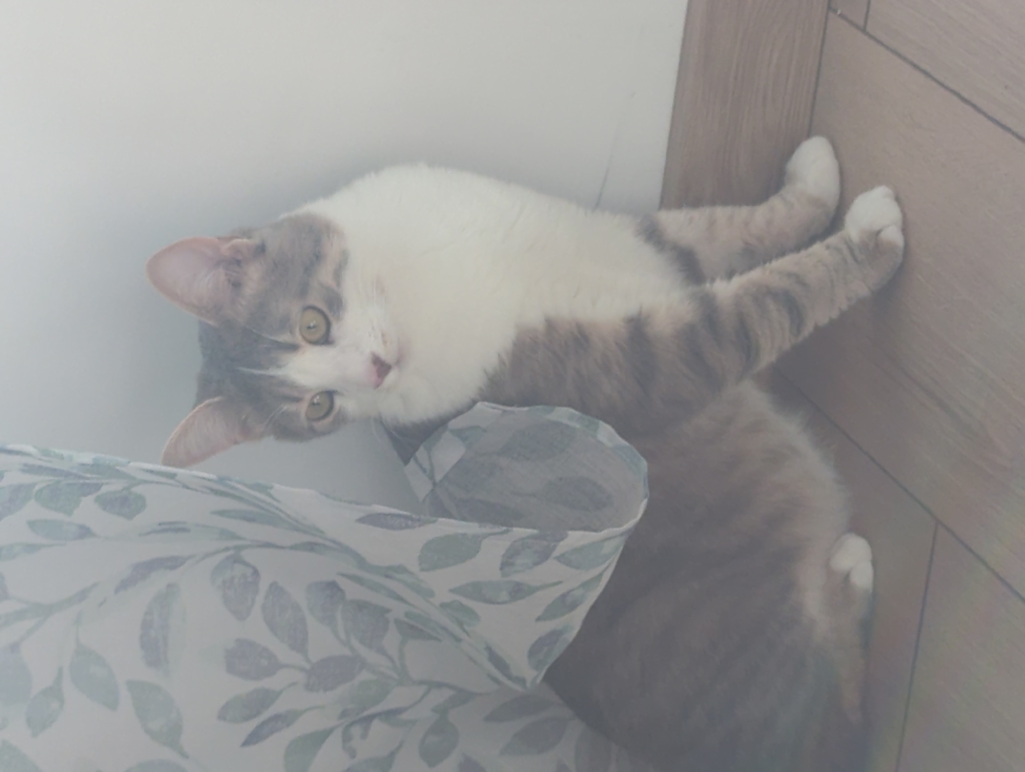 A grey and white domestic cat is sitting on a wooden floor next to a white wall. The cat is partially obscured by a sheer curtain with a leaf pattern. The cat is looking to the right. The scene appears to be indoors, likely in a residential setting in the city of Burgas, Bulgaria.