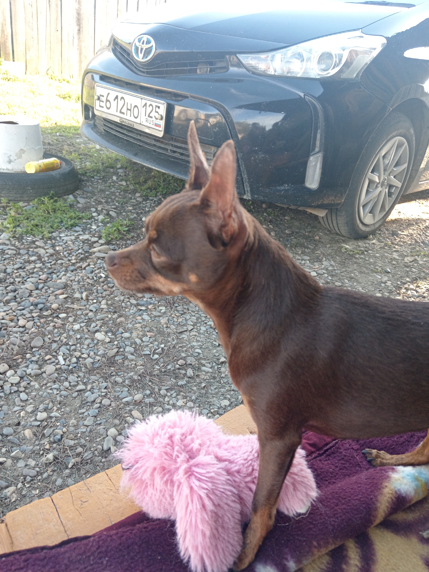 The image shows a small, brown dog standing on a purple blanket next to a fluffy pink toy. In the background, a black Toyota car is parked on a gravel surface. The car's license plate reads "E612HO 125 RUS". A wooden fence is visible behind the car. The scene appears to be outdoors, possibly in a yard in Novopokrovka, Russia. The lighting suggests it is daytime.