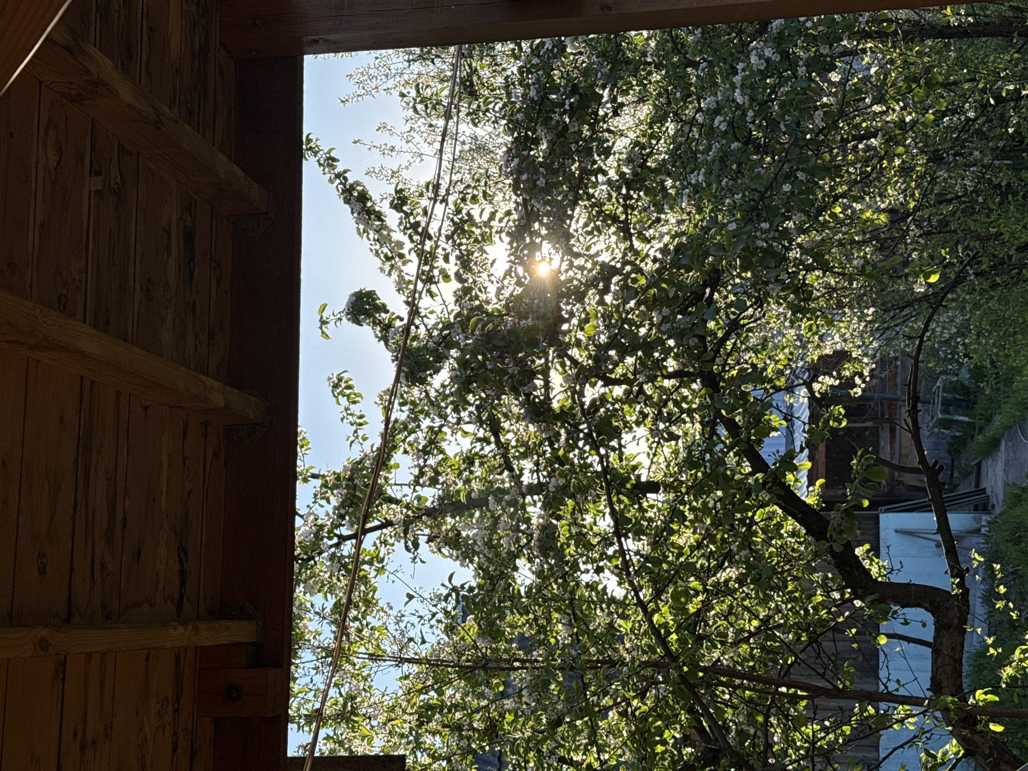 This image captures a vibrant outdoor scene framed by a rustic wooden structure, likely a doorway or window, on the left. The wooden elements, appearing dark brown due to shadow, display prominent grain and visible structural beams secured by metal brackets.
Through this opening, a large tree, possibly an apple or cherry, is prominently featured, bursting with delicate white blossoms and fresh green leaves. The sun shines brightly through the tree's dense canopy, creating a starburst effect and illuminating the foliage with brilliant highlights. Patches of clear blue sky are visible through the branches.
The strong, direct sunlight indicates a clear day, likely late morning or early afternoon. In the background, beyond the tree, subtle hints of other structures, including what appears to be a light blue wall or building and a dirt path, can be discerned. No people or text are visible in the frame. The scene evokes a sense of natural beauty and the freshness of springtime in a rural or semi-rural setting. The location context is Minino Stantsiya, Russia.