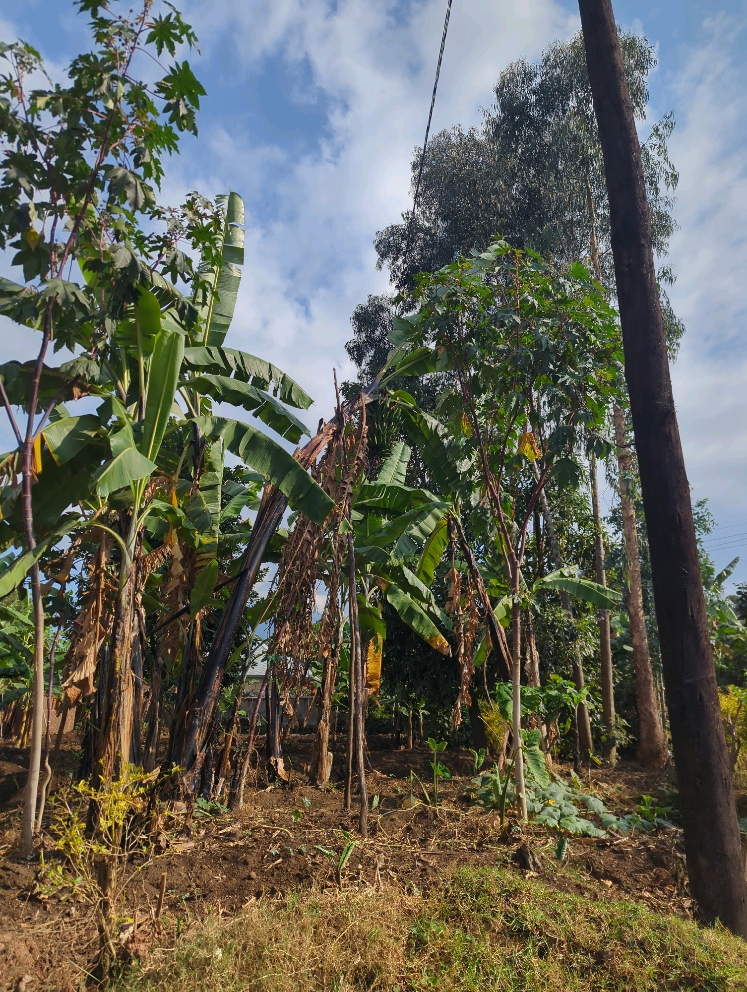 In the city of Musanze District, Rwanda, an outdoor scene unfolds under a partly cloudy sky. The foreground is dominated by dry, brown soil with scattered patches of green grass. A cluster of banana plants, some appearing mature and bearing dried leaves, occupies the mid-ground. Their large, elongated leaves are a vibrant green, contrasting with the darker, textured stalks. Among the banana plants, a taller tree with distinctive palmate leaves, possibly a castor bean plant, stands out. Its branches are laden with dark green foliage. In the background, several tall eucalyptus trees rise, their slender, grayish-brown trunks and wispy green foliage creating a dense canopy. A thick, dark brown wooden pole, possibly a utility pole, stands prominently on the right side of the image, casting a shadow. The overall impression is of a rural or semi-rural environment, characterized by lush vegetation and the presence of cultivated plants alongside natural trees.