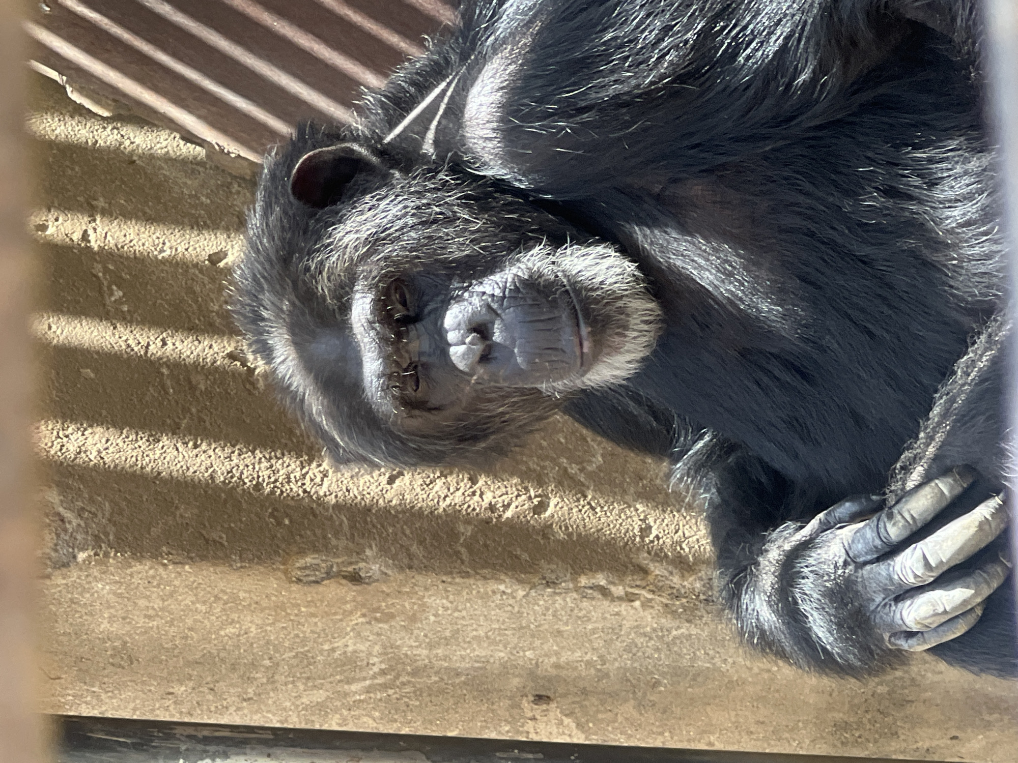 A chimpanzee lies on its side in an enclosure at Jos Wildlife Park in Jos, Nigeria. The chimpanzee is dark gray/black with lighter gray skin on its face and hands. It lies on a concrete surface, partly in the shadow of metal bars overhead. Its left hand is clenched and resting on its chest.