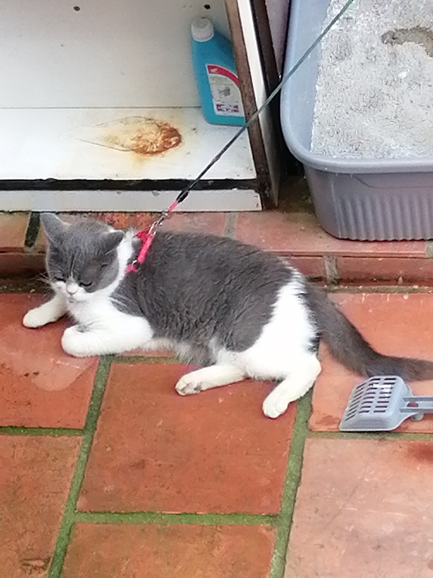 A young, grey and white cat lies on an outdoor tiled patio, wearing a pink harness and leash. To the left of the cat is a white cabinet with a blue cleaning bottle on top and a rust-colored stain on its surface. To the right of the cat is a grey litter box filled with white litter and a grey litter scoop. The scene appears to be in a domestic outdoor setting in Da Lat, Vietnam.