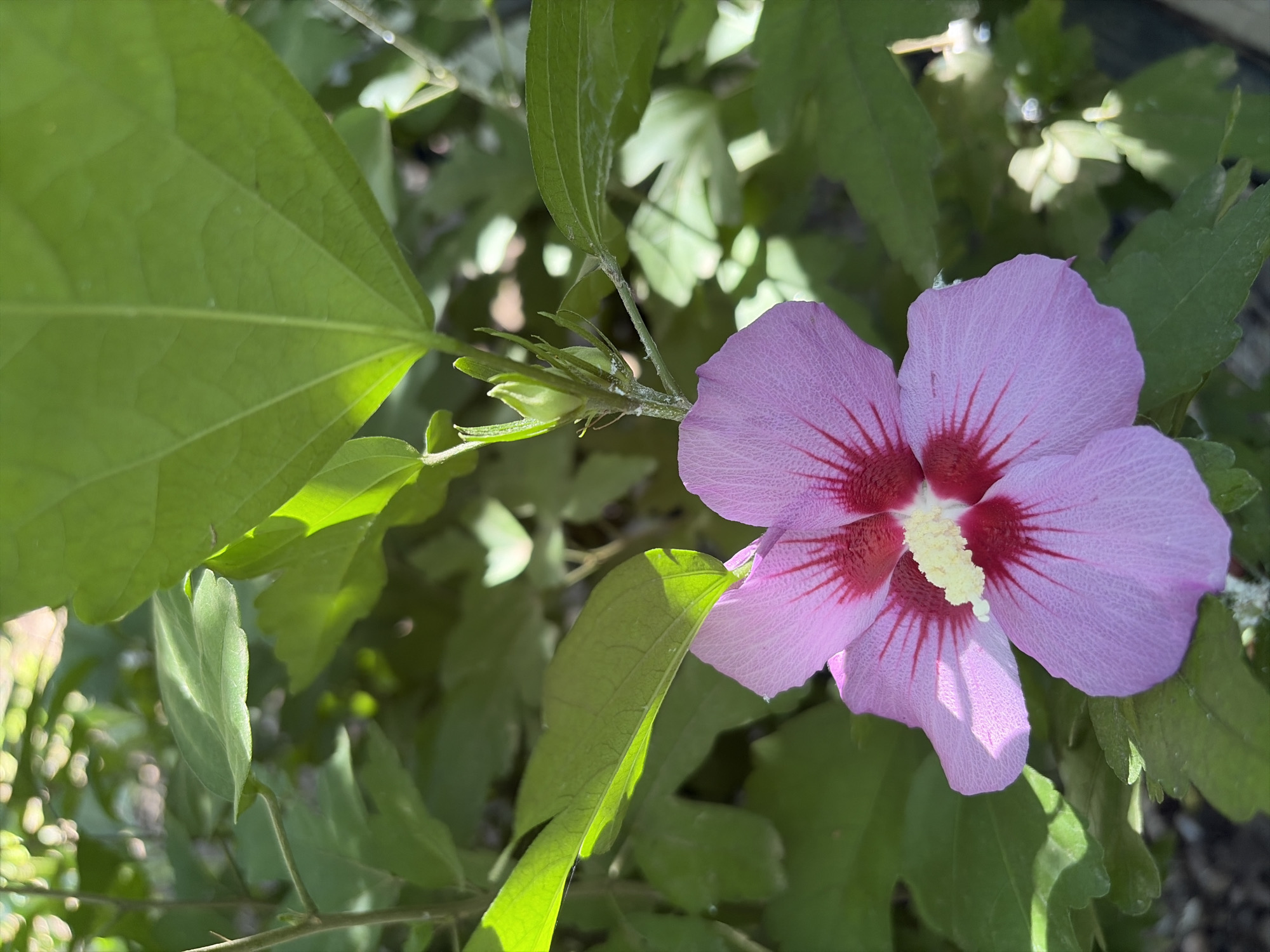 A close-up, eye-level shot captures a vibrant pink hibiscus flower in bloom, its petals delicately unfurling. The flower's center is a striking contrast of deep red radiating outwards into fine veins, with a bright yellow stamen standing out against the crimson. Surrounding the bloom are lush, green leaves, some catching the sunlight and appearing almost translucent. The background is a soft blur of more foliage, suggesting a natural setting. This image was taken in the city of Oxentea, Moldova, amidst the verdant greenery of the local flora.