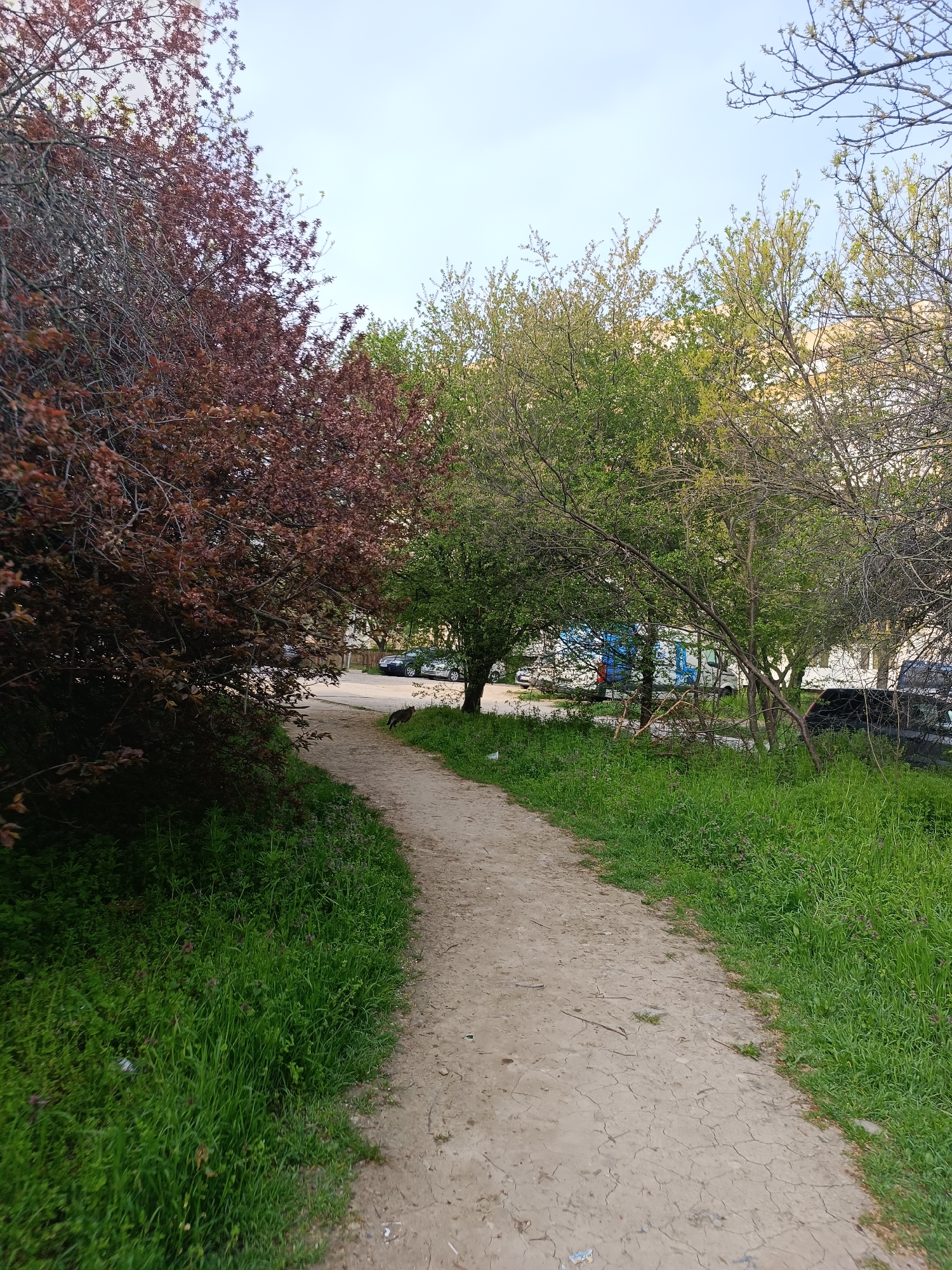 A ground-level, outdoor shot depicts a dirt path winding between trees in Pleven, Bulgaria. The path is dry and cracked, bordered by green grass on both sides. To the left of the path is a large tree with dark red leaves. To the right are trees with green leaves and bare branches. In the background, beyond the trees, are parked cars and vans lining a road, with buildings visible further behind. The sky is overcast. A dark-colored animal, potentially a cat or small dog, is walking along the path.