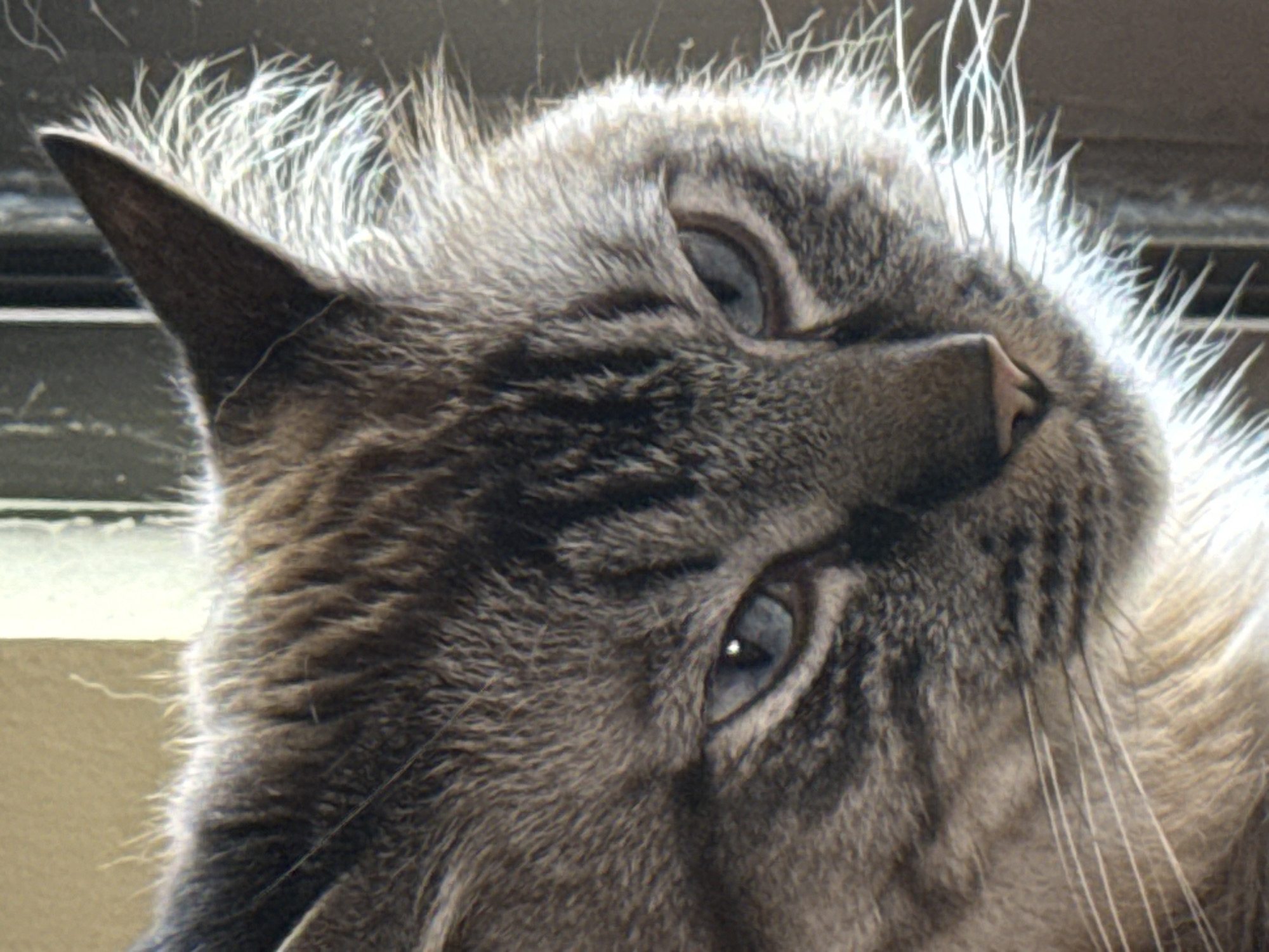 A close-up portrait shows the head and upper body of a domestic cat, likely a lynx point or blue point tabby, with distinctive grey and brown striped fur. The cat's head is tilted, and its light blue-grey eyes gaze intently upwards and slightly to the right, appearing curious and alert. Prominent white whiskers extend from its muzzle. The fine hairs and fur around the cat's ears and head are brightly illuminated by a strong backlight, creating a glowing halo effect. The background is soft and out of focus, comprising muted tones of grey, brown, and light cream, suggesting an indoor setting with ambient daylight, possibly near a window. No specific activity is depicted beyond the cat's observant posture. There is no visible text. The provided location context for this image is Puebla, Mexico.