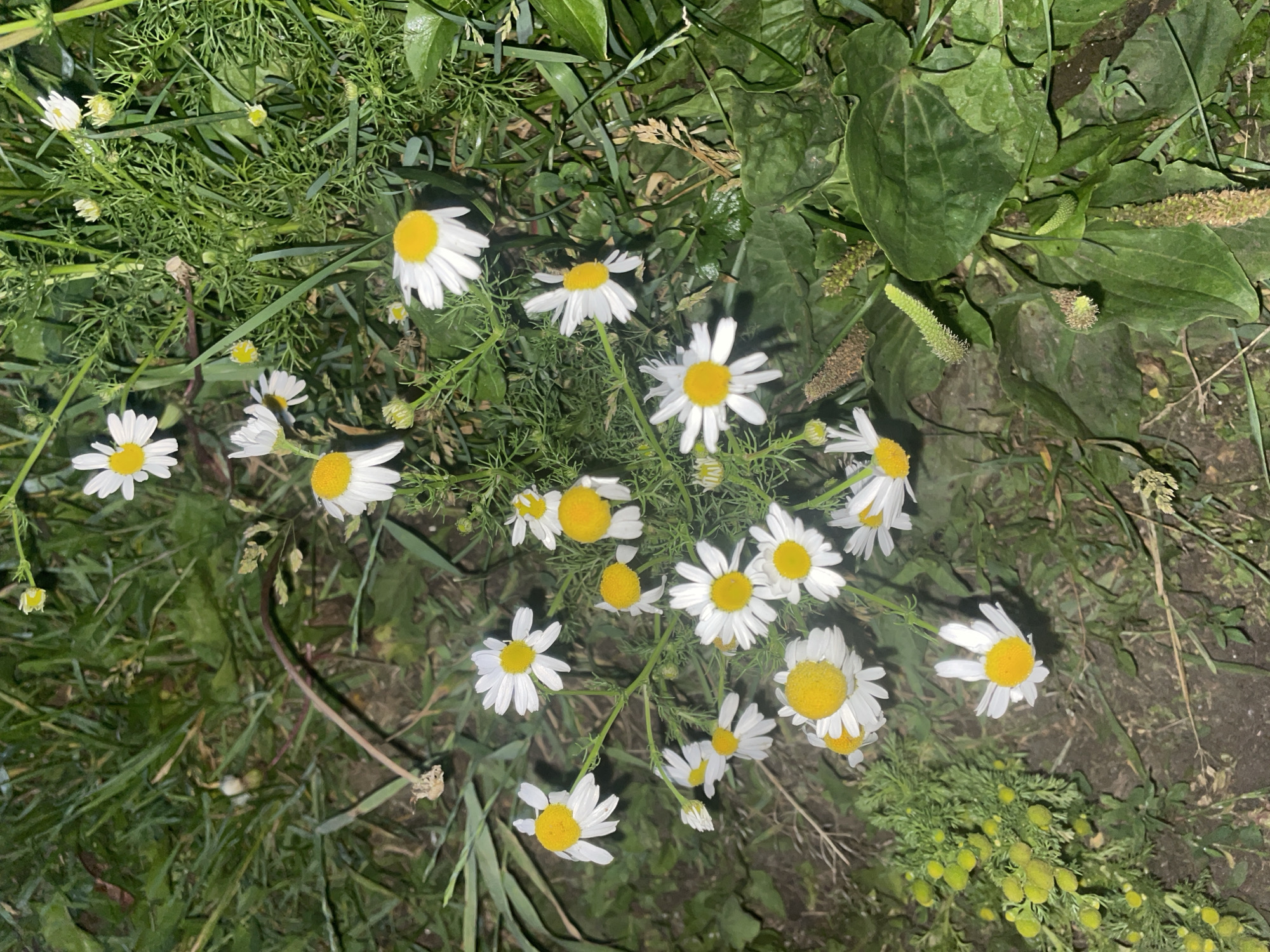 The image depicts a cluster of wild daisies with white petals and yellow centers, growing in a grassy area at ground level. Some of the daisies are in full bloom, while others are buds or partially opened. The foliage is predominantly green, with varying textures of leaves and blades of grass. The lighting suggests it is either dusk or nighttime, with artificial light illuminating parts of the scene and casting shadows. The ground appears to be soil with some scattered leaves and debris. In the lower right quadrant, a broad-leaved plant with seed stalks is visible. The scene is a natural outdoor environment, likely a park or uncultivated area. Without specific landmarks or identifiable features within the image, its precise location in Khimki, Russia, cannot be determined. There are no people or animals present, and no discernible actions or interactions are occurring.