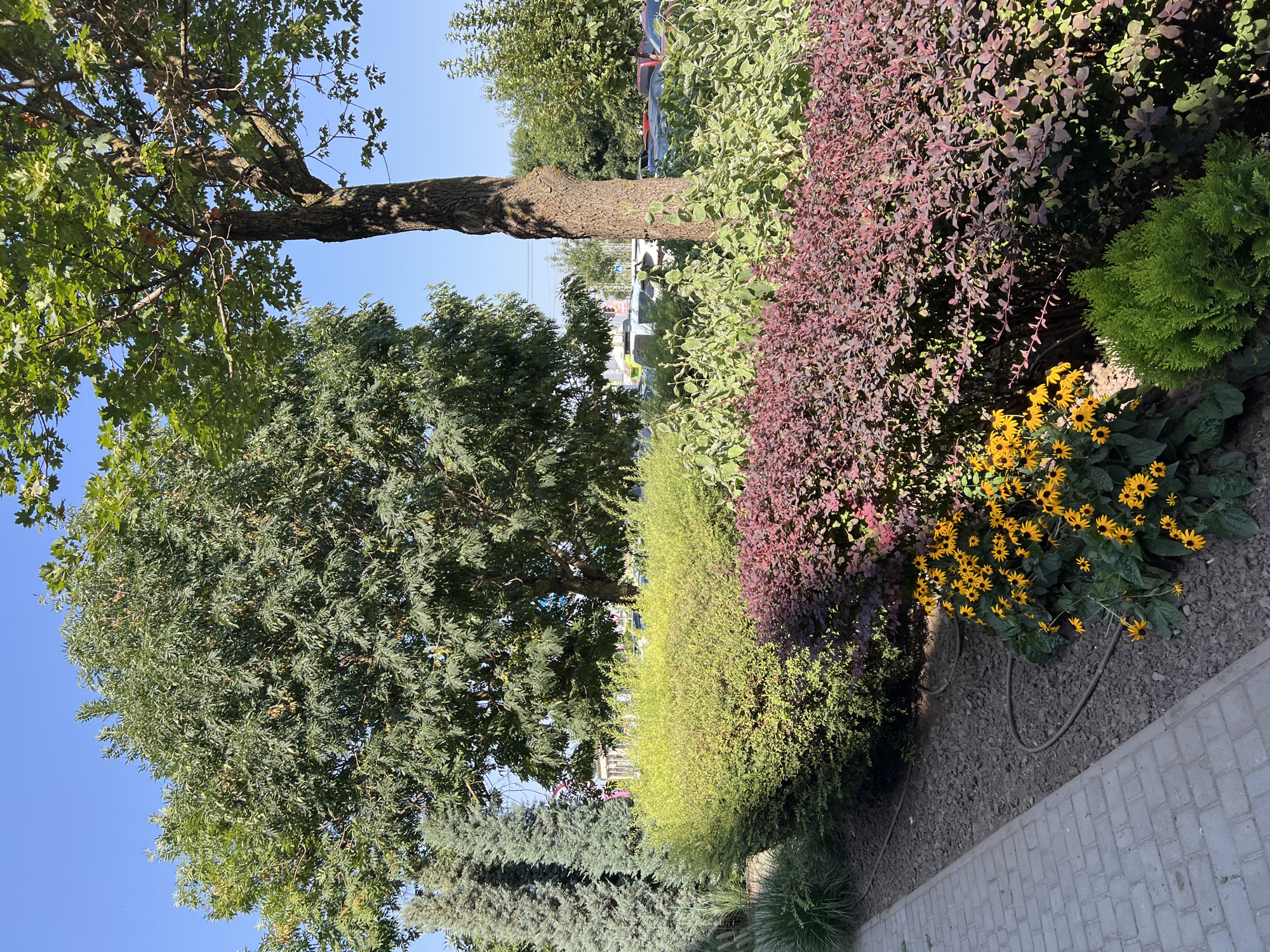 In Fontanka, Ukraine, a paved walkway borders a landscaped area featuring a variety of plants. A row of tall, conical evergreen trees stands on the left, followed by a neatly trimmed hedge of bright green foliage. In front of this, a dense bush with deep reddish-purple leaves creates a striking contrast. Closer to the walkway, a cluster of yellow flowers with dark centers blooms. Behind the reddish-purple bush, taller, lighter green foliage forms a backdrop. The scene is dominated by large trees with full green canopies and visible trunks, casting shadows on the ground. In the background, a line of parked cars and some buildings suggest an urban or suburban setting. The sky is clear blue.