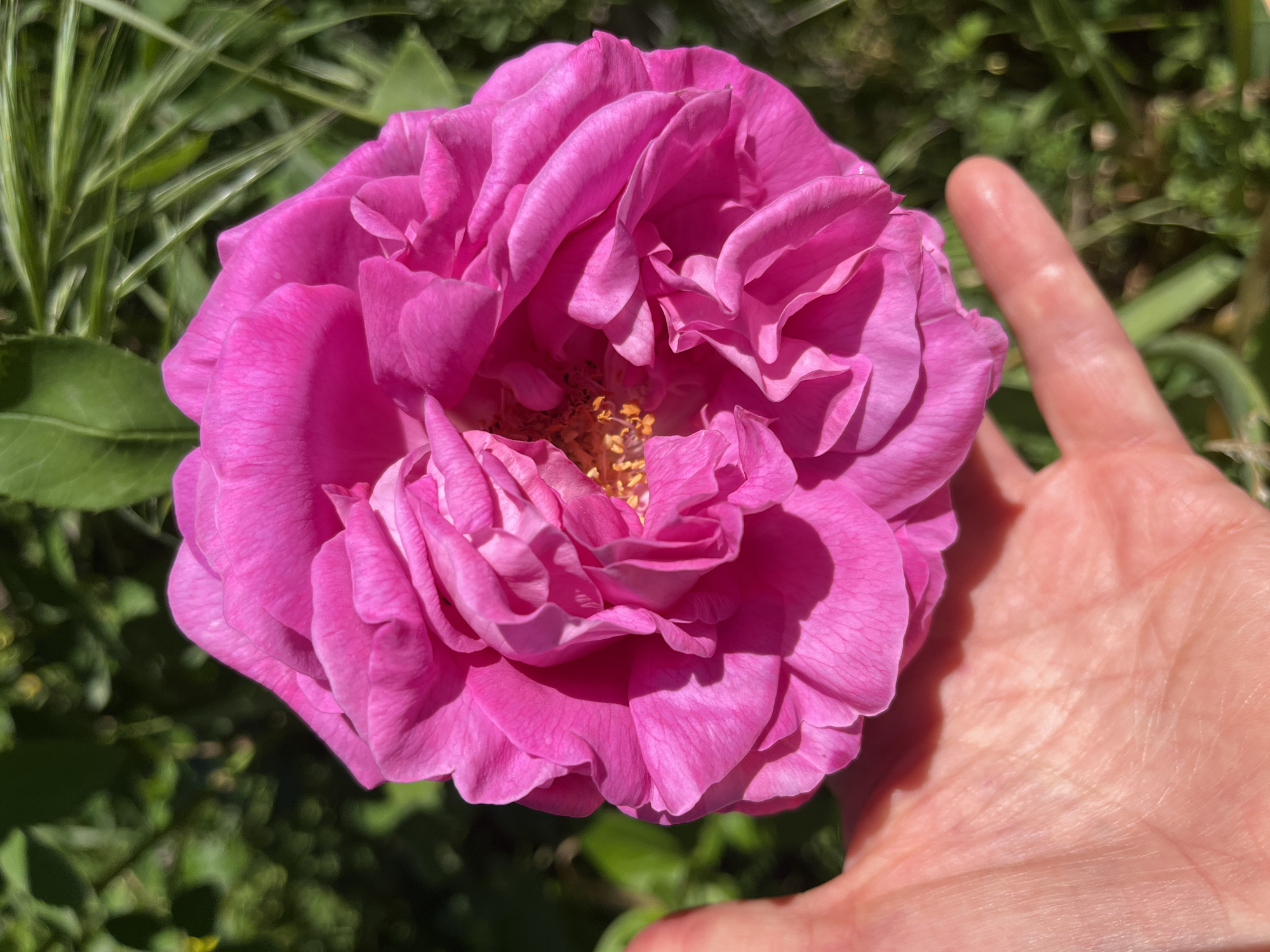 A close-up, high-angle shot captures a vibrant pink rose filling the majority of the frame, with a human hand partially visible on the right. The large, fully bloomed rose displays numerous, tightly packed petals in a rich fuchsia hue, with lighter highlights where sunlight strikes. Its center reveals a cluster of golden-yellow stamens. The petals exhibit delicate texture and varying shades of pink, creating depth.
A light-skinned hand, with visible palm lines and slightly curved fingers, is positioned below and to the right of the rose, appearing to cradle or present the flower. Distinct shadows are cast across the rose petals and on the hand, indicating bright, direct sunlight. The background is a soft blur of green foliage, suggesting an outdoor, natural garden setting. The overall impression is one of natural beauty captured in bright daylight. The scene takes place in Alanya, Turkey. No visible text is present.