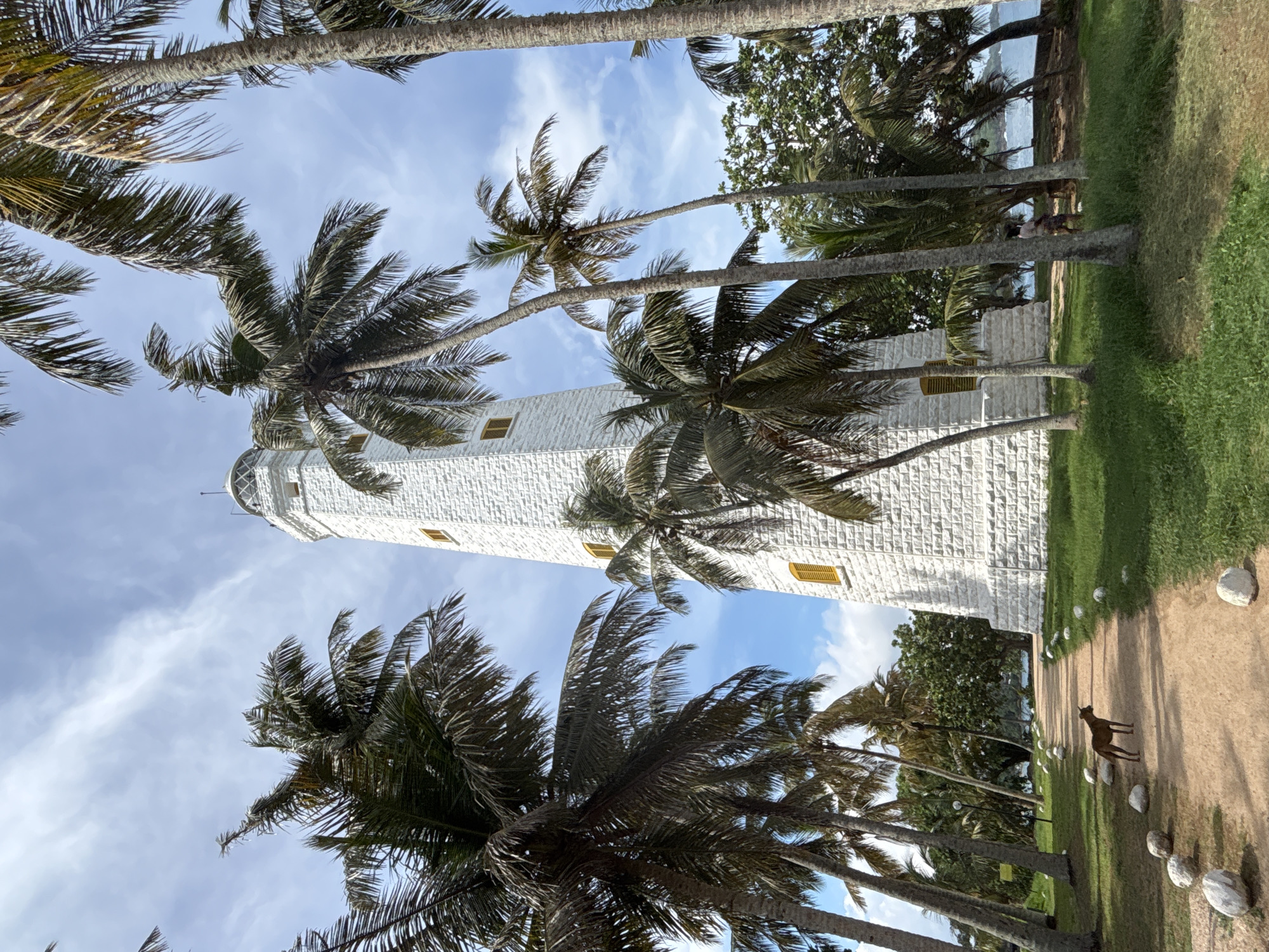 The image shows the Dondra Head Lighthouse in Dondra, Sri Lanka. The lighthouse is white and brick-like, with several yellow-framed windows. Palm trees surround the structure. A dog stands on a dirt path beside a patch of grass. The sky is blue with some scattered clouds.