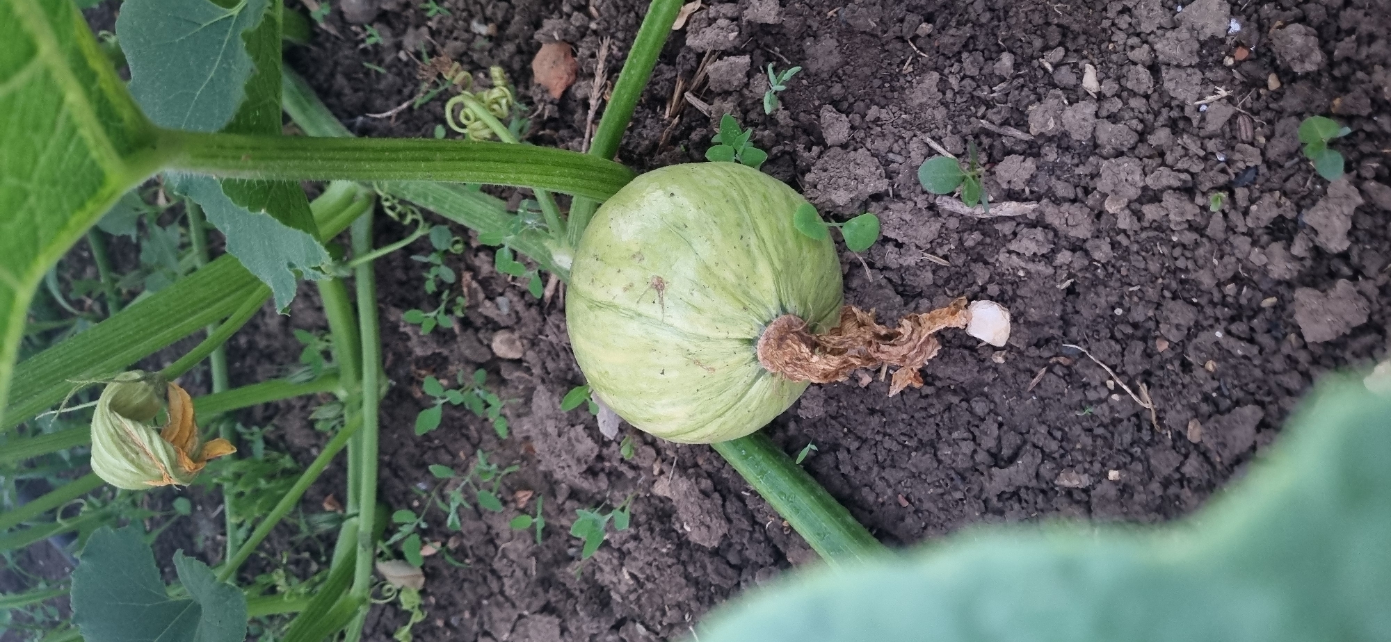 A young, light green pumpkin with faint stripes grows on the vine in dark, loamy soil. The pumpkin is round and measures approximately 4-5 inches in diameter. A dried, brown blossom stem extends from the top of the pumpkin, and a smaller, green vine grows horizontally from the left side of the pumpkin. A larger, green leaf is blurred in the foreground on the left, obscuring part of the scene. In the background, the vine continues to grow, with more green leaves and a withered yellow blossom visible. Small green sprouts are scattered throughout the soil. The scene is outdoors, likely in a garden or field, with the overall lighting suggesting daytime. The environment is natural and appears to be agricultural.