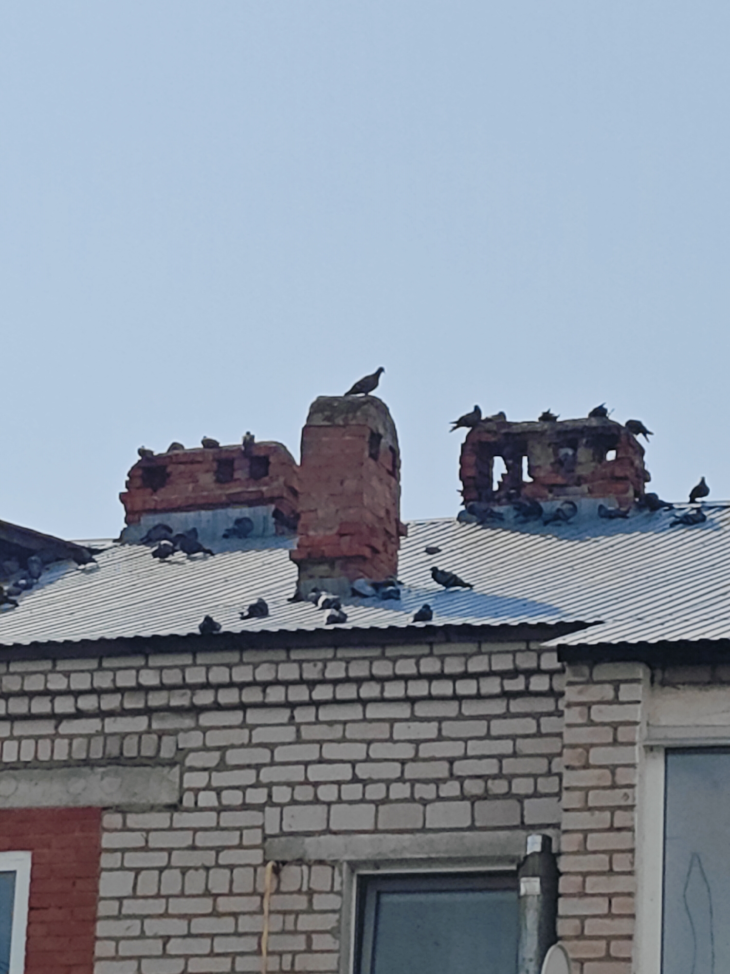 The image shows a group of pigeons gathered on the rooftops and chimneys of two brick buildings. The sky is clear and blue. The buildings are made of light-colored brick and have corrugated metal roofs. The chimneys are made of red brick and appear to be old and in disrepair, with holes and missing bricks. Some pigeons are perched on the chimneys, while others are on the roofs. One pigeon is standing on the edge of a chimney on the left, and another is sitting on top of a chimney in the center. The scene appears to be located in a city, likely in a residential area, given the nature of the buildings. While the exact location is not specified in the prompt beyond the city of Фоки, Russia, the architecture and general appearance suggest an urban setting. There are no people visible in the image.