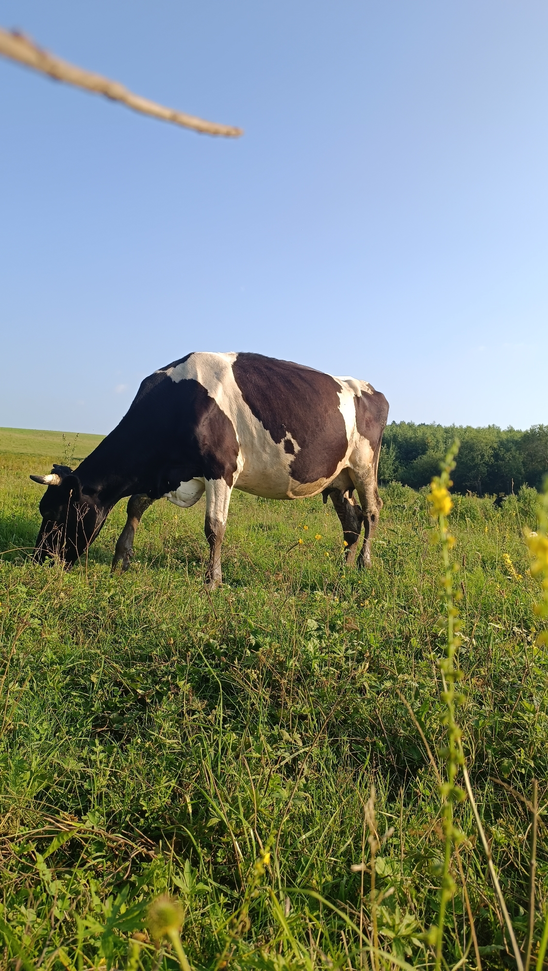 A black and white dairy cow is grazing in a lush green field under a clear blue sky. The cow is facing to the left, with its head lowered to the ground, actively eating grass. In the foreground, tall green grass and some yellow wildflowers are visible. In the background, a line of trees marks the edge of the field, and beyond that, a gentle, rolling green hillside can be seen. The image appears to be taken on a sunny day. This scene is not located in the city of Karsha, Russia.