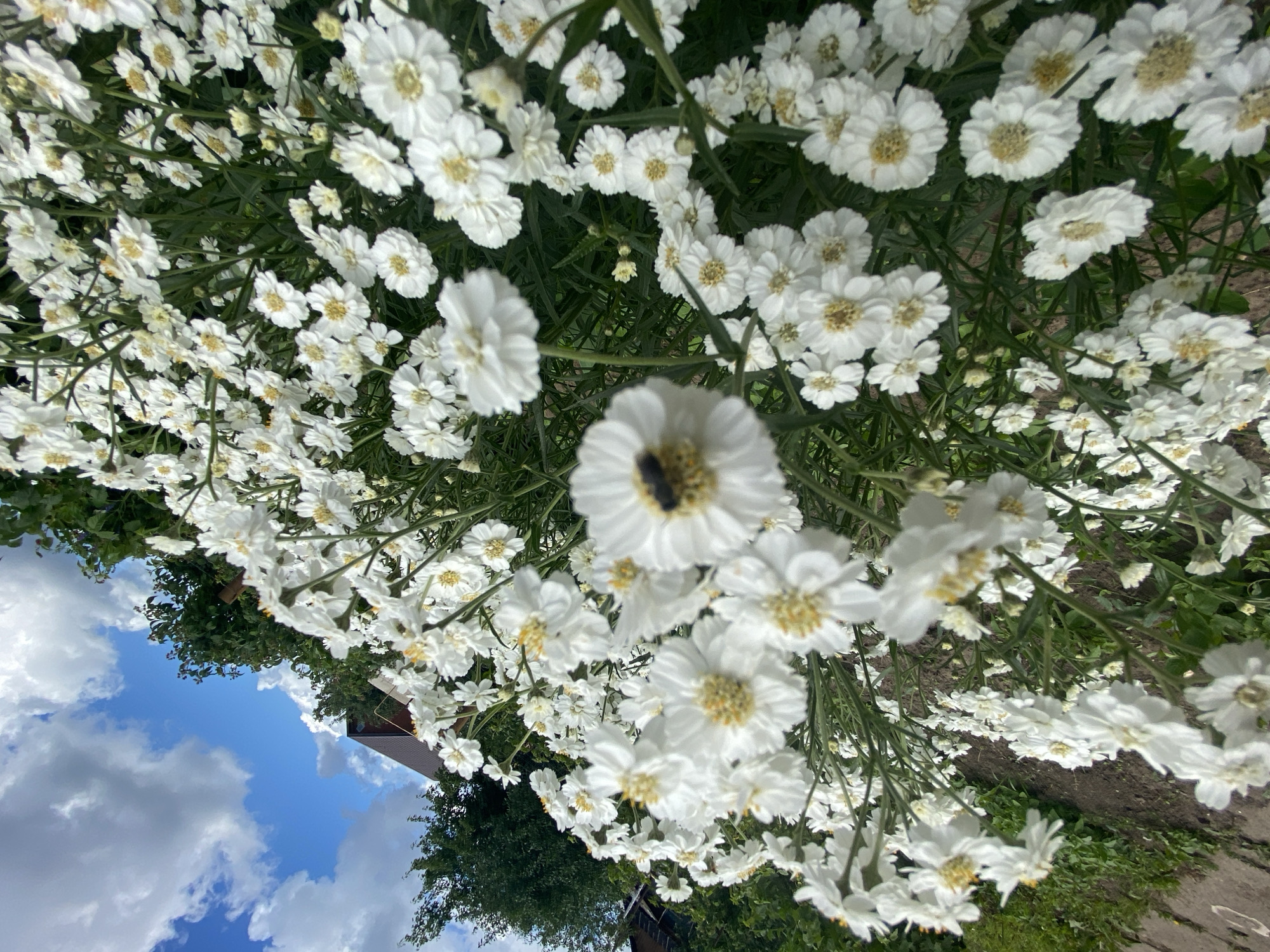 This is a close-up, high-angle shot of a dense patch of white flowers with yellow centers, likely yarrow or a similar daisy-like bloom, common in gardens. The flowers are in full bloom, filling the frame with their delicate petals. One flower in the foreground is in sharp focus and has a bee on it, its body black and fuzzy. The background is a mixture of green foliage and soil, with hints of a structure and trees suggesting an outdoor, possibly a garden setting.
In the lower left quadrant, the scene transitions to a bright blue sky with fluffy white clouds, indicating it's daytime with fair weather. The presence of the sky suggests the camera is positioned looking up from a low vantage point or that the flowers are growing on an elevated surface. The overall impression is one of natural beauty and a sunny day, perhaps in late spring or summer. No people or text are visible in the image. The location context provided is Chaikovsky, Russia.