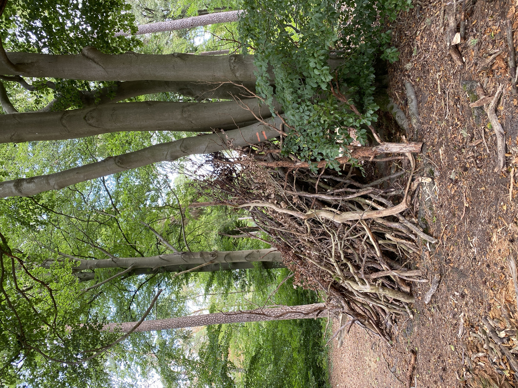 A pile of branches and sticks has been constructed to form a rudimentary shelter in a wooded area. The shelter is leaning against a cluster of large trees, with one tree bearing orange markings. The ground around the shelter is covered in fallen leaves, twigs, and loose soil. Lush green foliage is visible throughout the scene, with sunlight filtering through the tree canopy. The overall impression is one of a natural, outdoor environment, possibly a park or forest, located in the vicinity of Altenkirchen, Germany. There are no people or animals visible in the image.