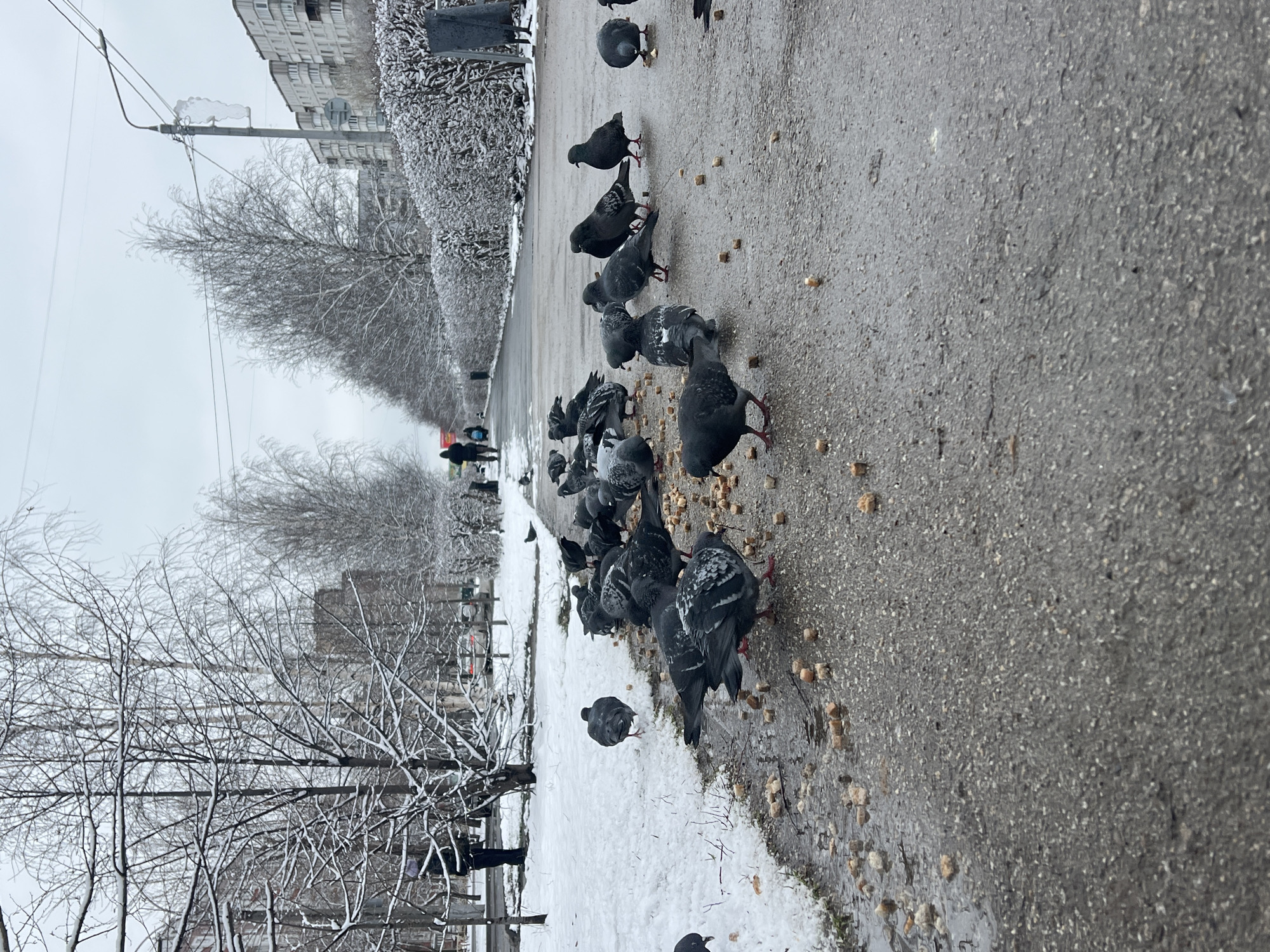 The image shows a winter scene in Perm, Russia, with a group of pigeons feeding on breadcrumbs on a wet asphalt path. Snow is visible on the ground along the edge of the path and on the branches of bare trees and bushes lining the street. Buildings can be seen in the background, partially obscured by the trees. Several people are walking in the distance along the path. Power lines are visible against the overcast sky.