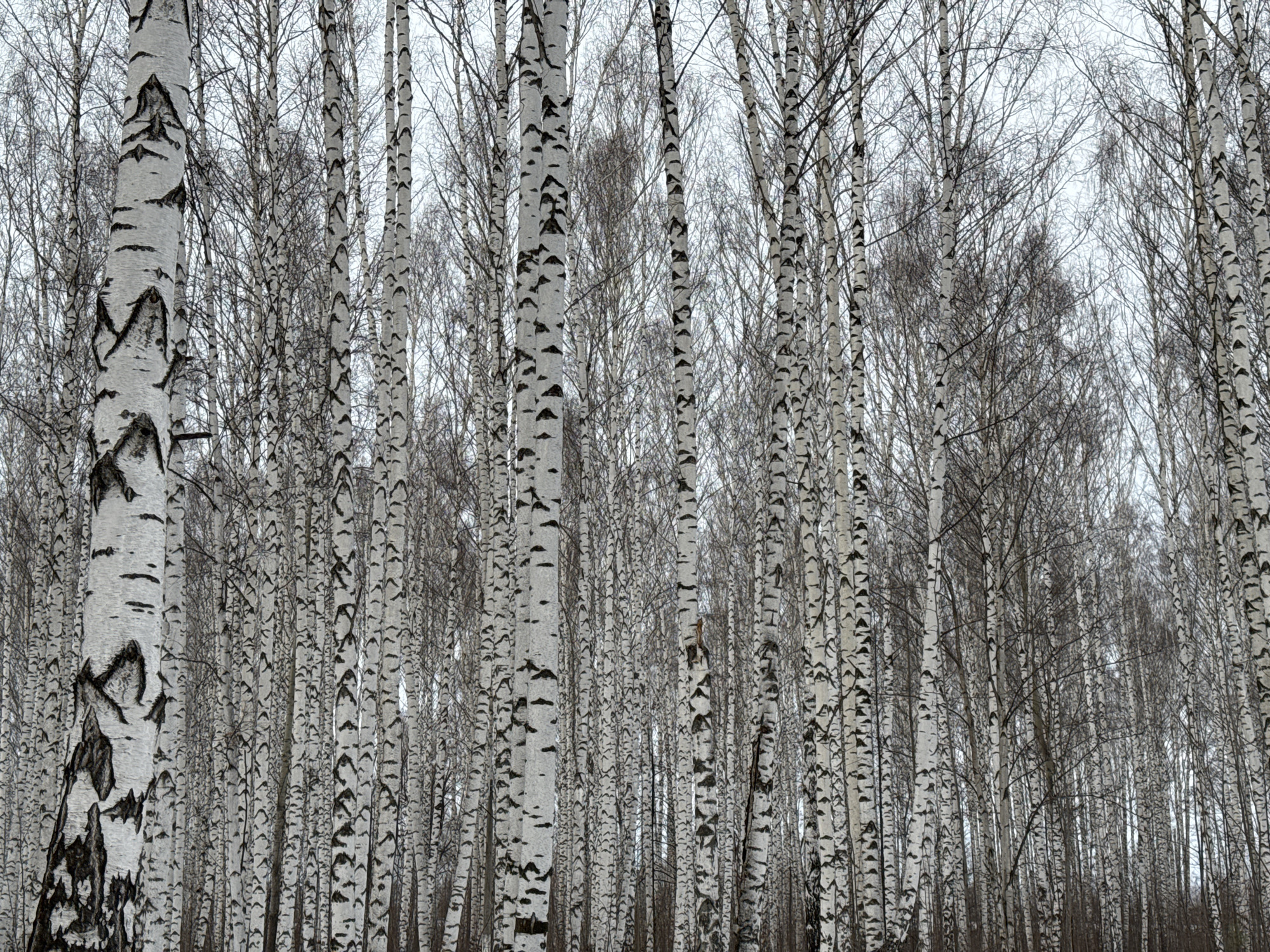 The image displays a dense birch forest situated in Chaikovsky, Russia. The foreground and midground are filled with numerous tall, slender birch trees, characterized by their white bark exhibiting prominent black horizontal markings and irregular patches. The trees are deciduous and devoid of foliage, presenting an intricate network of fine, dark, bare branches against the background. The sky is uniformly overcast, appearing light gray. The lower portions of the tree trunks and the forest floor are partially visible, suggesting a natural, unmanaged woodland environment. No individuals, animals, or artificial structures are present within the captured scene. The overall aspect indicates a cold season.