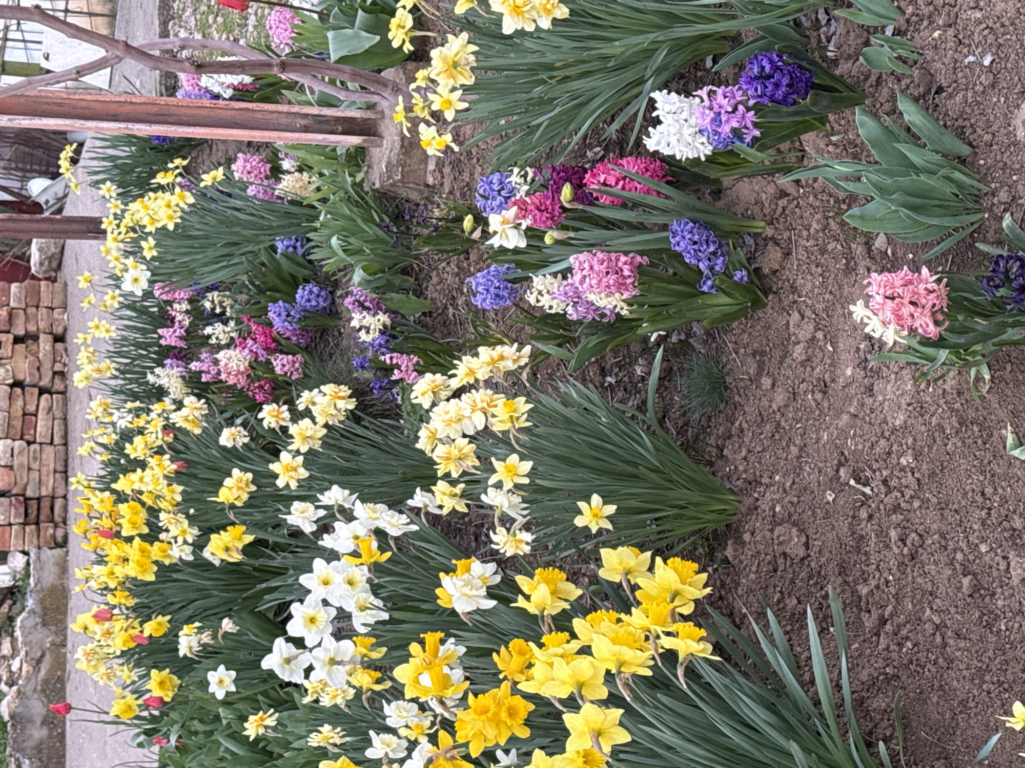 The image shows a garden in Пороище, Bulgaria. It contains rows of blooming flowers, primarily daffodils in yellow and white, and hyacinths in various colors like purple, pink, and white. The flowers are planted in soil, and some are close to a low wooden fence. On the left side of the image, there is a brick structure. The scene appears to be outdoors during daylight.