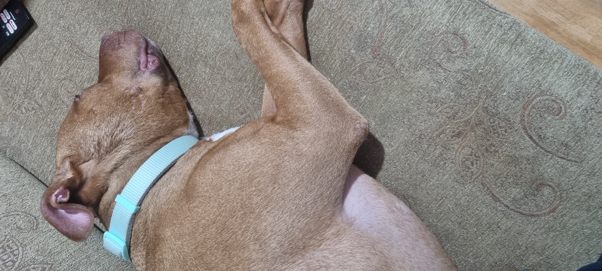 A light brown dog with a light blue collar is lying on a patterned green rug. The dog is on its side with its legs crossed and its head resting on the rug. A black remote control is partially visible in the upper left corner. A wooden surface is visible in the upper right corner of the image. The location is not discernible from the given information.