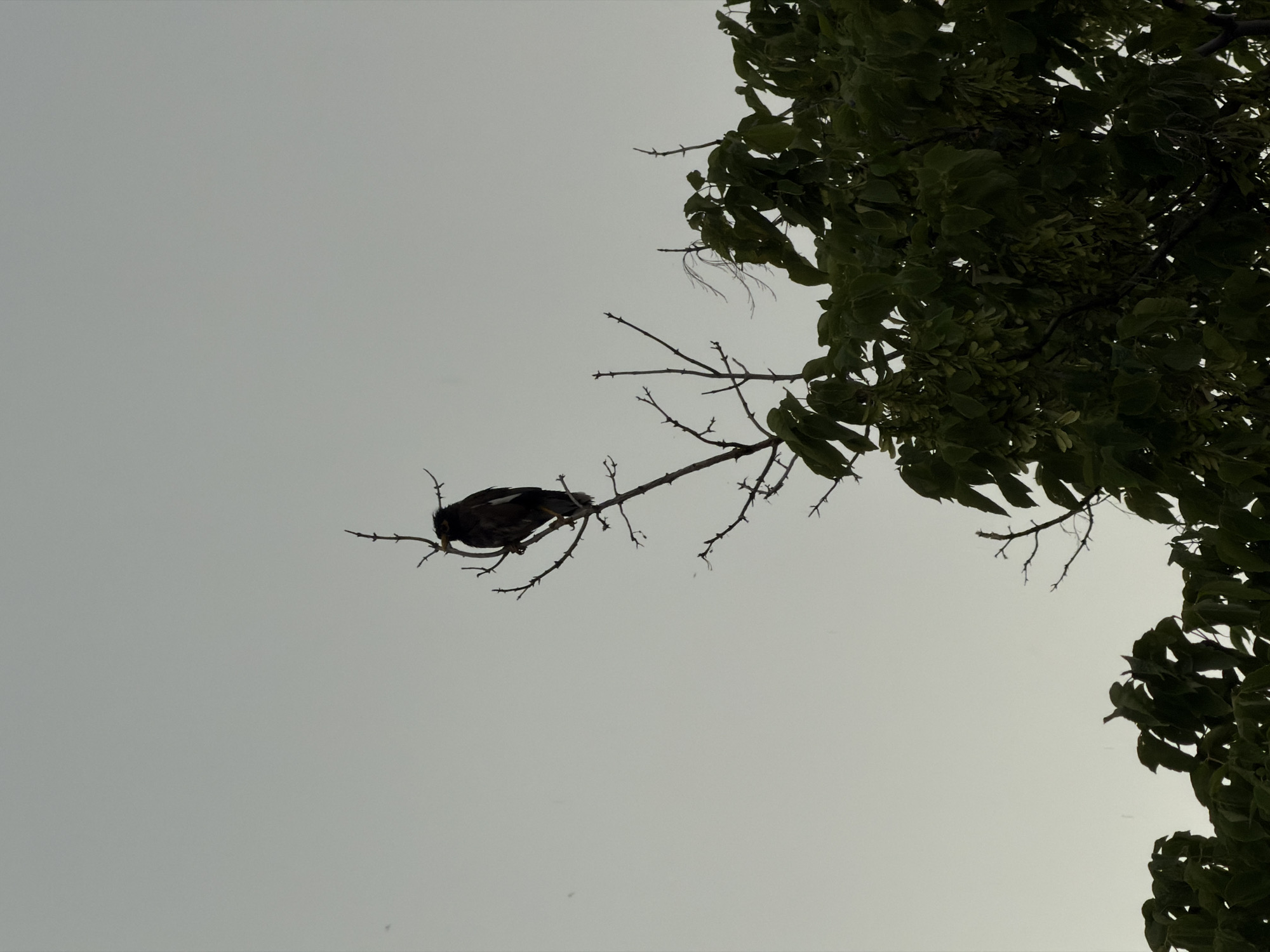 A dark bird with yellow feet is perched on a bare, thin branch of a tree against a pale, overcast sky. The bird is silhouetted, with its head turned slightly to the left. Below the bare branch, a cluster of dark green leaves and seed pods from another tree is visible, partially obscuring the sky. The overall lighting is dim and diffused, suggesting it might be early morning, late evening, or a cloudy day. The image appears to be taken outdoors, likely in a natural or semi-natural setting, with the focus on the bird and its immediate surroundings. This scene could be located in the city of Chirchik, Uzbekistan.