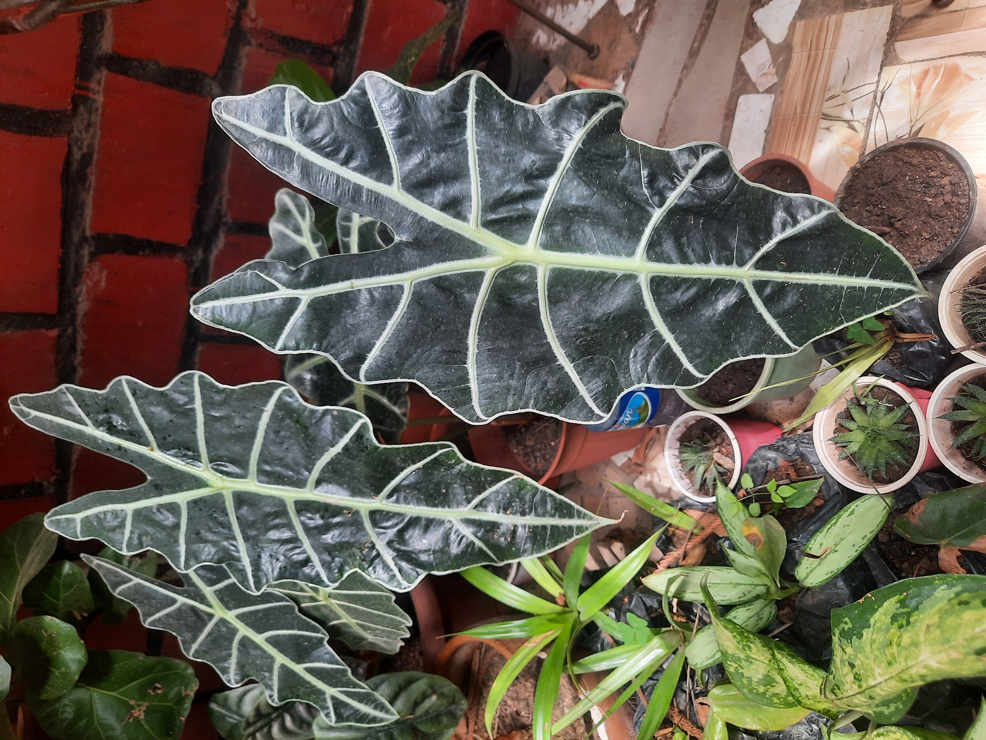 The image depicts a collection of potted plants, including two prominent Alocasia plants with dark green leaves and striking white veins. The plants are situated on a surface covered with tiles and amidst other smaller potted plants, including succulents, and a green and yellow variegated plant. A red brick wall is visible in the background. The location is Jos, Nigeria.