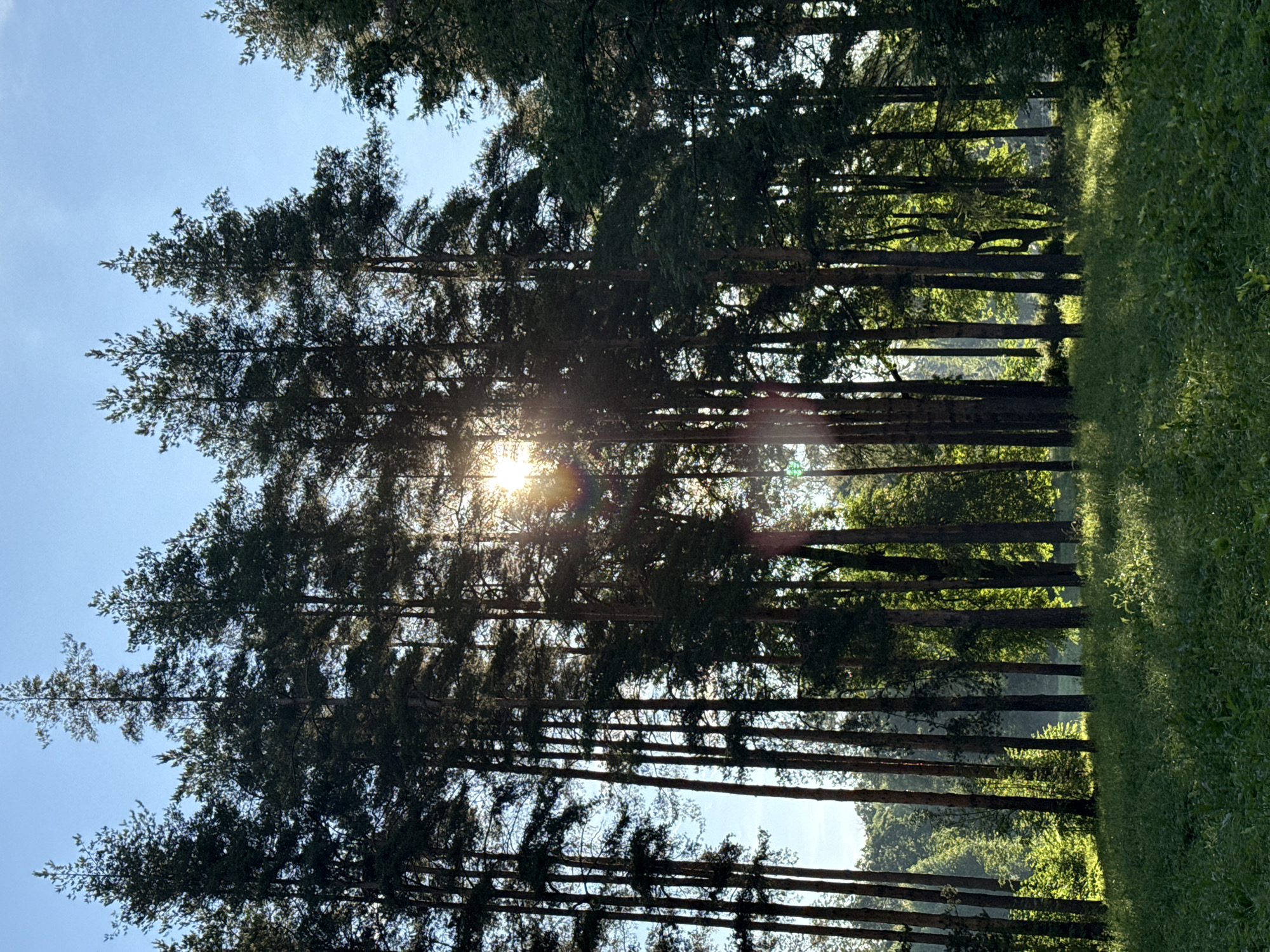 The image depicts a sun-drenched forest clearing with tall coniferous trees. The sun's rays pierce through the dense foliage, casting dappled light on the lush green grass in the foreground. The trees are predominantly pine, with slender trunks and dark green needles, arranged in a somewhat dense formation. The sky above is clear and blue, indicating fair weather. The scene appears to be in a natural setting, likely a park or forest area. The overall atmosphere is serene and peaceful. Without specific landmarks visible, it's not possible to pinpoint the exact location within the city of Pushkin, Russia, but the style of the forest and the presence of manicured clearings suggest it could be within a historical park like Catherine Park or Alexander Park, common in the area. There are no people, animals, or man-made objects other than the implied presence of pathways or clearings that might suggest a park.