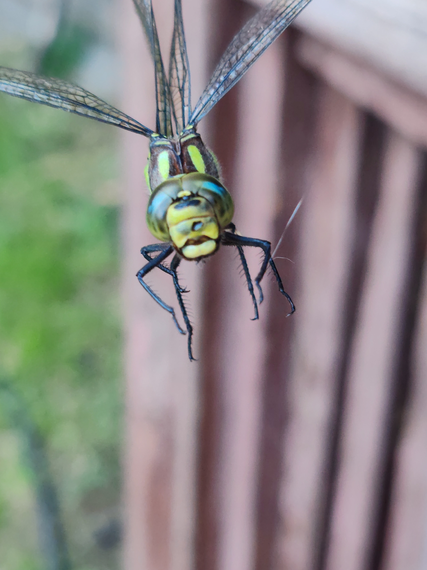 A close-up, low-angle shot captures a dragonfly suspended mid-air, its body oriented downward. The insect's prominent compound eyes are a striking feature, with iridescent blue and green hues. Its head is primarily yellow with green markings, and its thorax exhibits a similar color scheme with yellow and green stripes. The dragonfly's slender, dark legs are visible, with delicate claws at the tips. Its transparent wings, intricately veined, extend upwards and outwards. A thin, white thread or strand is visible near the dragonfly's abdomen. The background is softly blurred, revealing a green, leafy area to the left, suggestive of vegetation. To the right, vertical, reddish-brown wooden planks form a textured surface. The image is likely taken outdoors, possibly in a garden or near a wooden fence. The specific location in the city of Кашино, Russia cannot be determined from the visual information alone.