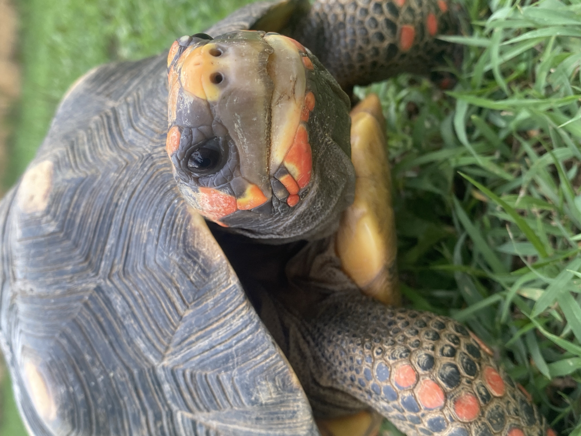 A red-footed tortoise is shown in close-up, its head and front legs visible in the foreground. The tortoise has a dark, patterned shell and skin with distinct red markings on its legs and face. It is partially hidden by its shell, and its eyes are dark and beady. The tortoise is on a grassy surface, with blades of grass visible around its legs and under its shell. The background is a blur of green, suggesting an outdoor, natural environment. There is no indication of a city or specific location within Tinaquillo, Venezuela, in the image.