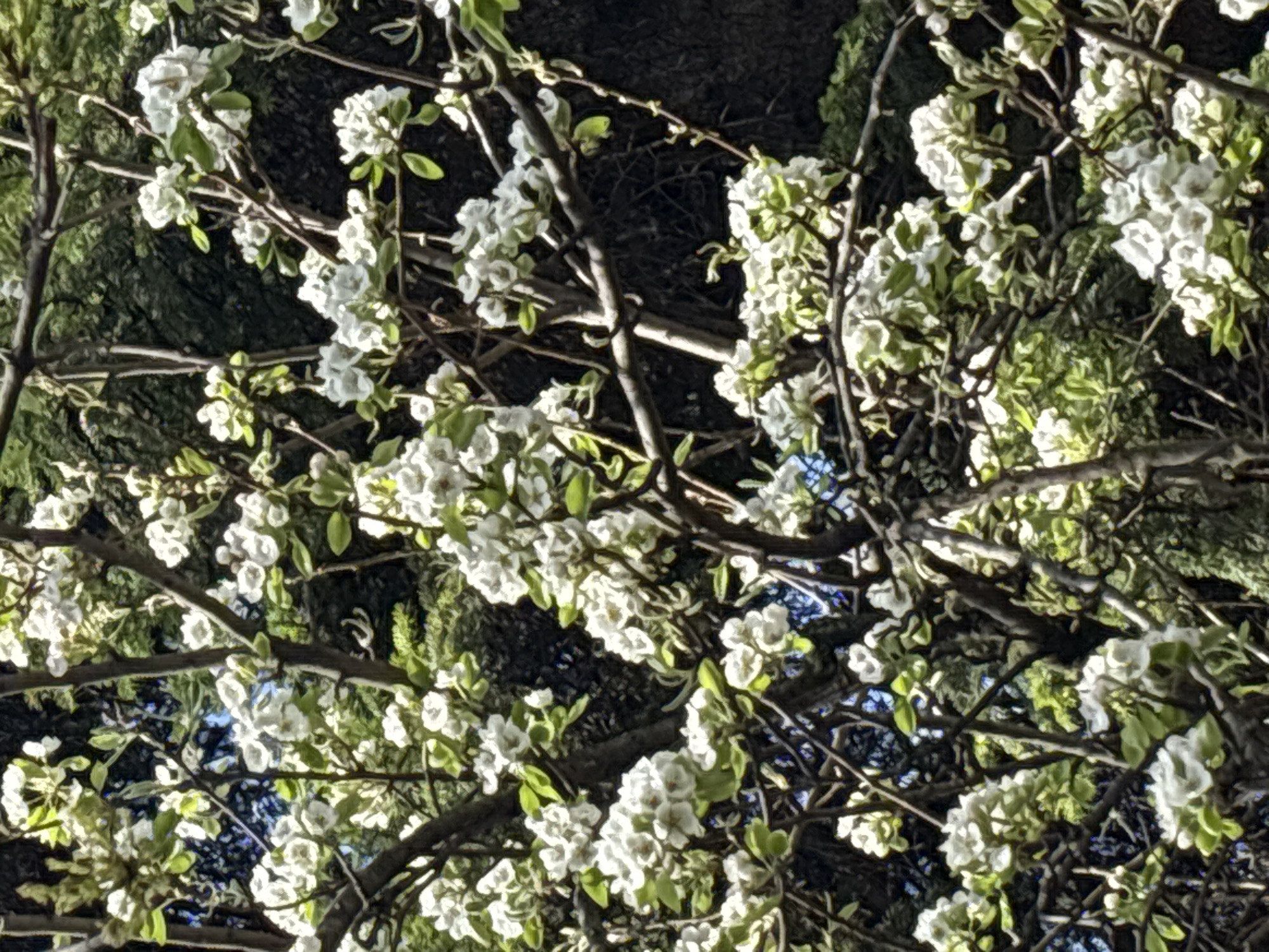 This media file captures a close-up, upward-looking view of a flowering tree, likely during springtime. The primary subjects are the tree's dark brown branches and abundant clusters of small, delicate white flowers. Interspersed among the blooms are emerging pale green leaves, indicating a seasonal change.
The scene is set outdoors, presumably in a natural or park-like environment, with glimpses of darker foliage and hints of a blue sky visible through the gaps in the branches, particularly in the lower right and upper central areas. The lighting suggests it is daytime, with bright sunlight illuminating the white petals and young leaves, creating highlights and casting soft shadows that add depth to the image.
There are no people or man-made objects visible. No specific activity or event is taking place; the image is a static portrayal of nature in bloom. There is no visible text. The overall impression is one of natural beauty and the freshness of spring.