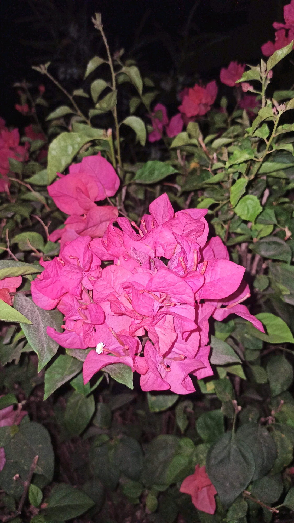The image shows a close-up view of bright pink bougainvillea flowers with green leaves. The background is dark, suggesting it may be nighttime or a dimly lit area. The bougainvillea is densely packed, with some flowers slightly blurred due to their proximity and the focus of the camera. A very small white flower is visible in the center of the cluster of pink bracts. The image does not contain any information that would allow for its location to be determined, and thus the location in the city of Gundik, Indonesia cannot be provided.