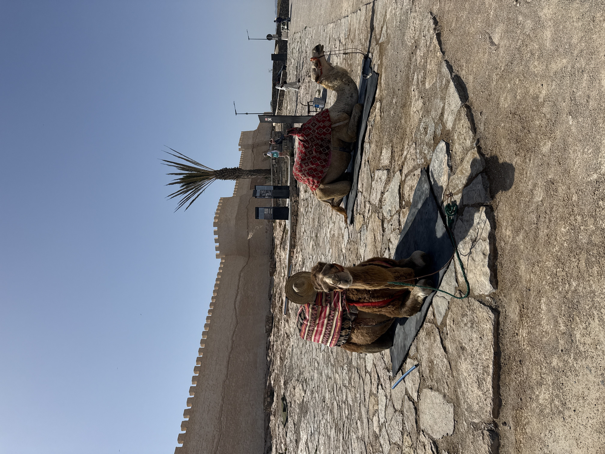 Two camels lie on mats in a stone plaza next to a high, crenellated wall. One camel is light brown with a red patterned saddle blanket and the other is brown with a straw hat and striped saddle blanket. A palm tree is visible behind the wall. People are in the background of the scene. The location is Agadir, Morocco.