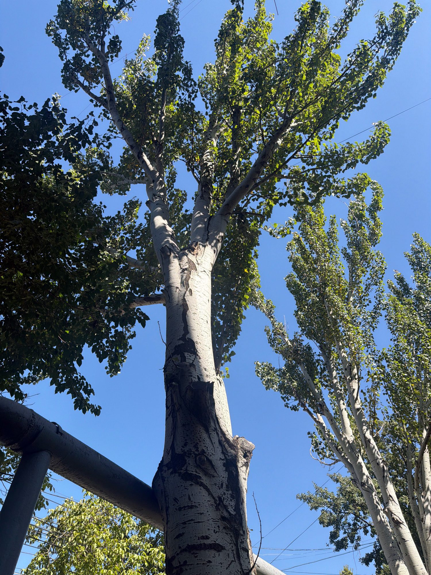 The image shows an upward view of several tall trees with light-colored, textured bark and green leaves against a clear blue sky. A dark, cylindrical structure, possibly a pipe or railing, runs horizontally across the lower left of the frame. In the background, there are power lines stretching between the trees. The scene appears to be outdoors in an urban environment, with the bright sunlight casting shadows on the tree trunks. The location is identified as Yerevan, Armenia. There are no people or animals visible in the image, and no discernible actions or interactions are taking place.