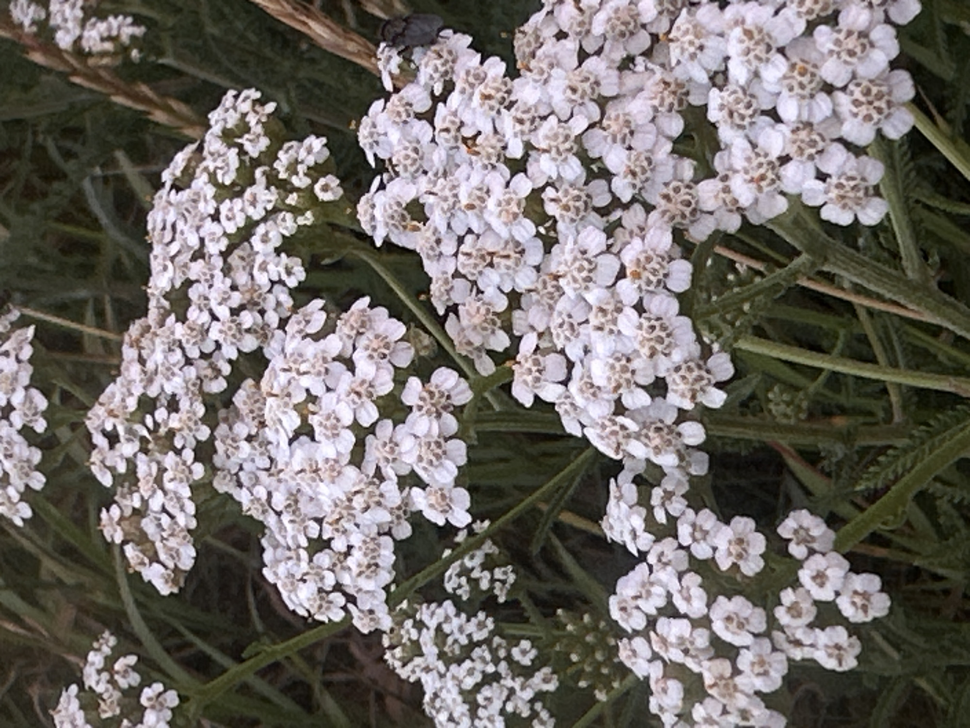 A close-up, eye-level, medium shot captures a cluster of delicate white yarrow flowers in Yablunivka, Ukraine. The flowers, composed of numerous tiny florets with beige centers, are arranged in flat-topped corymbs. The background consists of dark green foliage, appearing slightly blurred, suggesting a natural, outdoor setting. A single dark-colored insect, possibly a fly, is visible on one of the flower clusters on the right side of the image. The lighting appears diffused, indicating it might be overcast or late in the day. The image composition focuses on the intricate details of the flowers and their immediate surroundings.