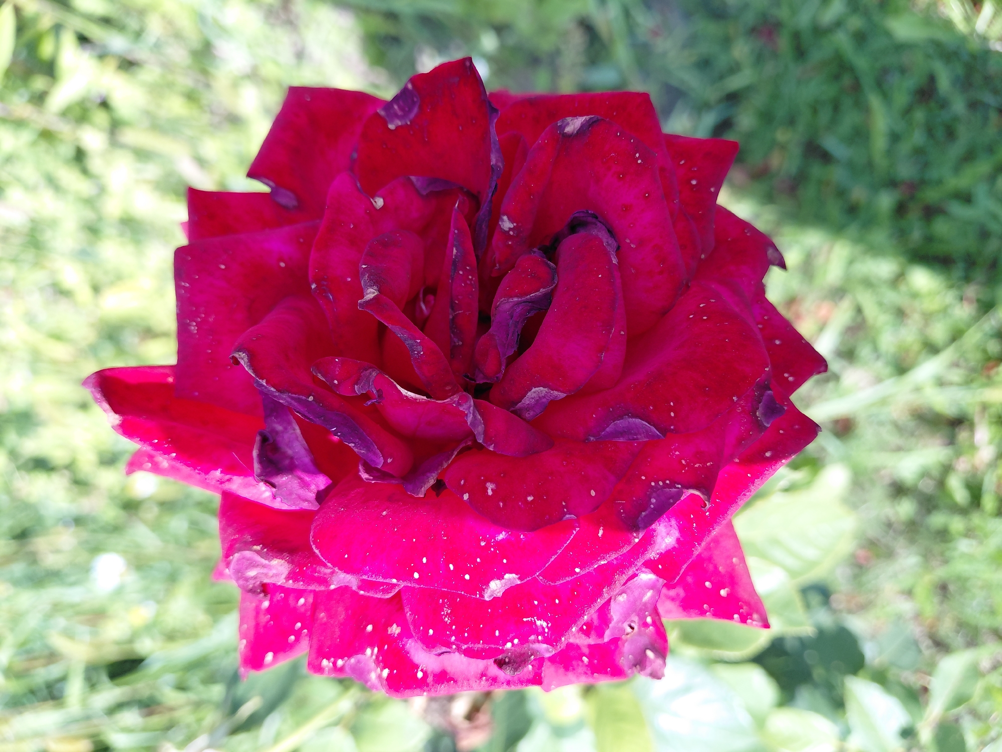 A close-up, overhead shot focuses on a single, deep red rose in bloom. The petals are layered and slightly unfurling, revealing a darker, purplish hue in their shadowed crevices. Small, white speckles, possibly dew or pollen, are scattered across the visible surfaces of the petals. The edges of some petals show signs of wilting or browning. The rose is positioned centrally in the frame, with a blurred background of green foliage and hints of sunlight filtering through. The location is specified as Malinovka, Russia.