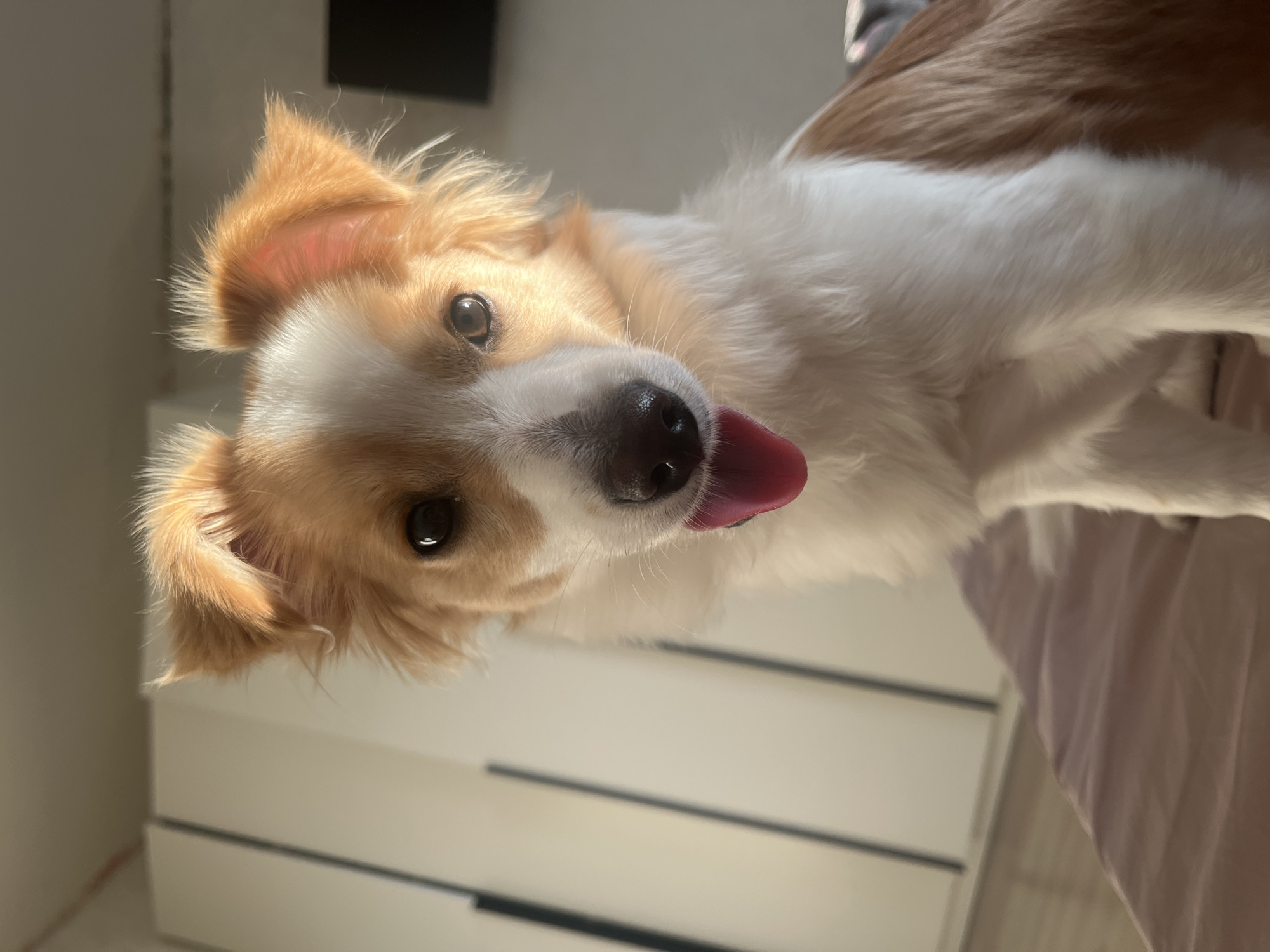 A medium shot shows a tan-and-white dog with its tongue sticking out. The dog's coat is primarily white, with tan markings on its head and ears. The dog's dark eyes are focused on the camera. It appears to be indoors, with a white dresser visible in the background. The dog's head is tilted. The location of the image is Unknown, Unknown.