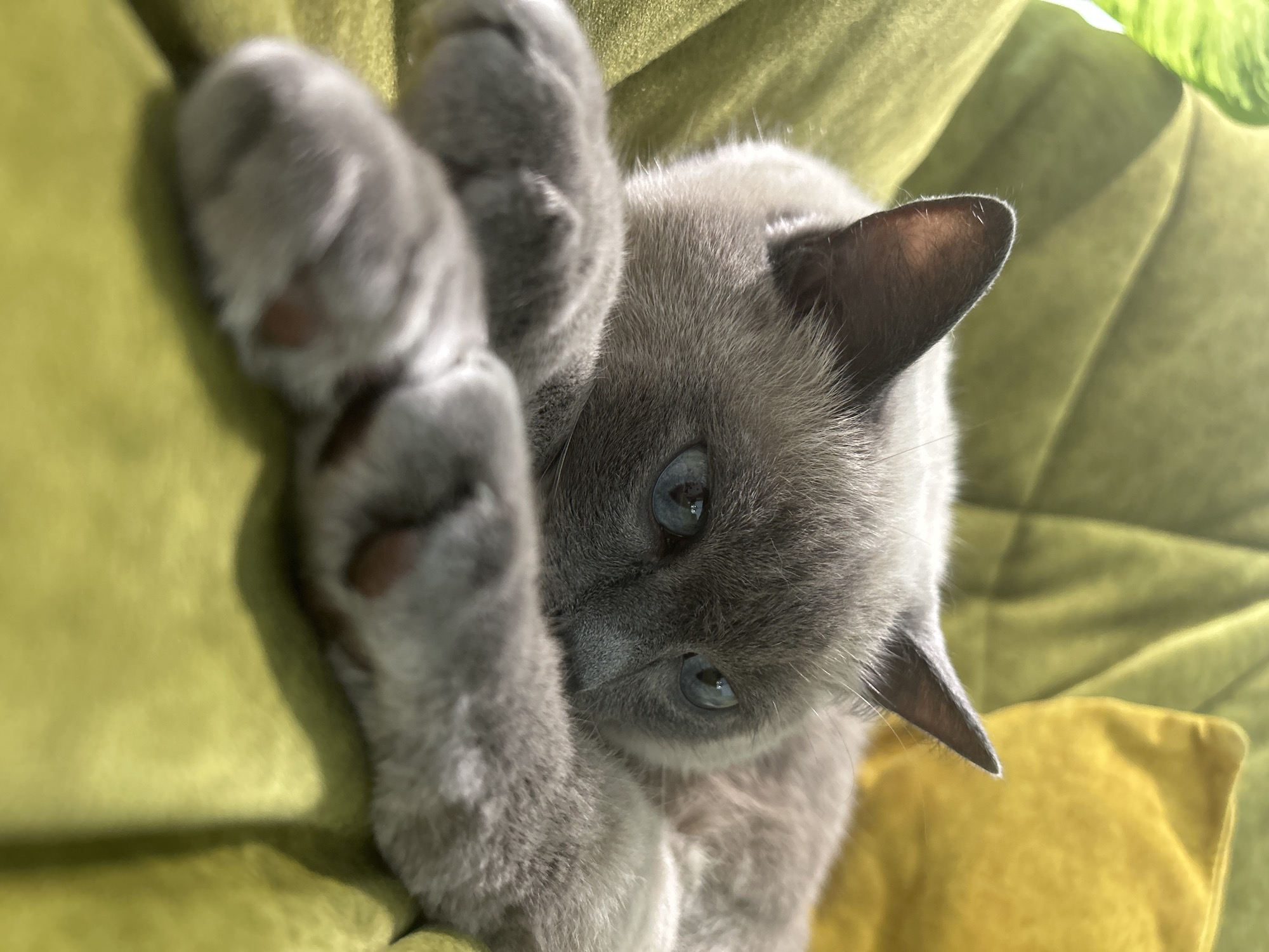 A close-up, low-angle shot shows a grey cat with blue eyes lying on a textured, green surface, possibly a sofa or cushion. The cat is looking directly at the camera, with its paws held up in front of its face, obscuring its nose. Its fur is soft and appears to be a light grey color. The background is a blurry mix of green and yellow, suggesting a soft, comfortable environment. The lighting appears to be natural, possibly from a window, casting subtle shadows and highlights on the cat's fur and the surrounding fabric. The overall mood is one of peacefulness and curiosity, with the cat appearing relaxed and engaged with the viewer. There is no visible text in the image.