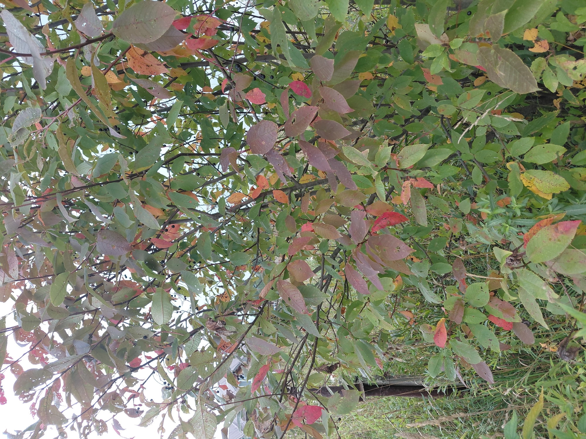 The image is a medium shot of a bush or small tree with green leaves transitioning to red and yellow hues, indicating the autumn season. Several small, dark berries are visible amongst the foliage. The bush is situated outdoors, with tall, dry grasses and weeds growing around its base and a glimpse of a rustic fence post to the left. In the background, a portion of a building with a roof and siding is visible, suggesting a semi-rural or residential setting. The sky is overcast, casting a soft, diffused light on the scene. There are no people or animals present in the image. The location is stated to be Malinovka, Russia.