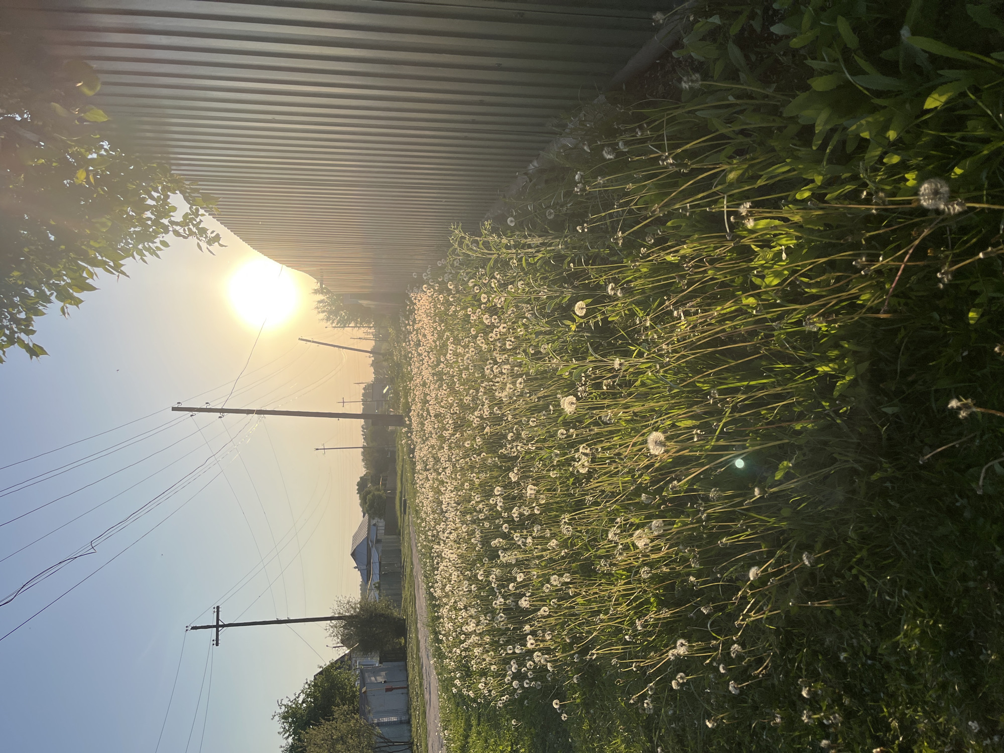 The image shows a sunny, daytime scene in Shumerlya, Russia. A field of dandelions is visible, with a metal fence along the top edge of the frame. Utility poles with wires extend into the distance along the left side of the image. Some houses and trees are also present. The sun is bright and high in the sky.