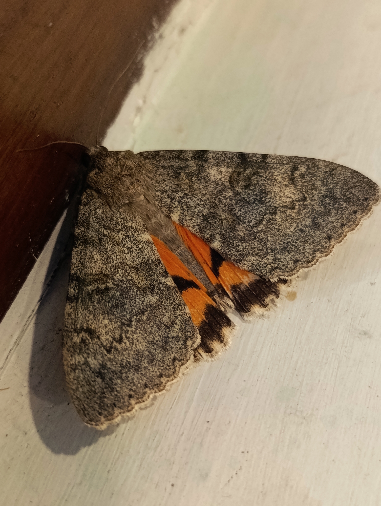 A moth with grey and black mottled wings rests on a white surface near a dark brown, vertical object. The moth's wings are patterned with intricate lines and speckles, and some orange and black markings are visible on the hindwings. The white surface appears to be a wall or floor with visible texture, and the dark brown object is likely a wooden beam or furniture. The scene is lit from above, casting a shadow from the moth onto the white surface. The image was taken in Leh, India.