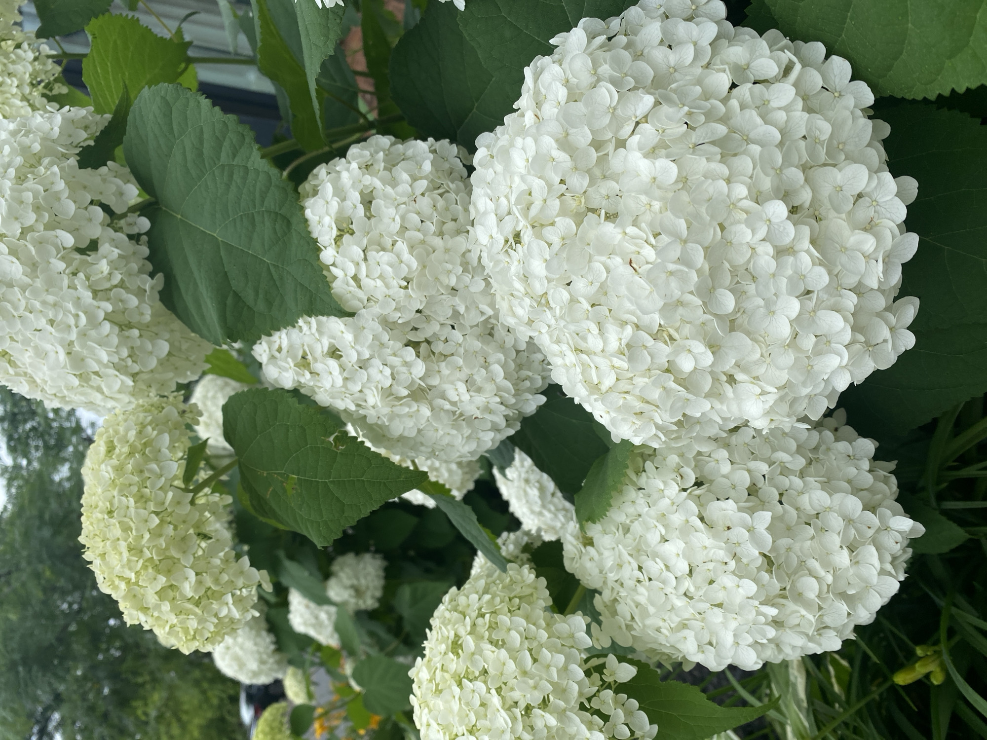 A close-up, eye-level outdoor shot focuses on a cluster of white hydrangeas in Pointe-Claire, Canada. The hydrangeas, characterized by their large, spherical flower heads composed of numerous small florets, dominate the foreground and midground of the image. Their petals are a pristine white, with some starting to show a slight greenish hue, suggesting they are either beginning to bloom or aging. Large, dark green leaves with visible veins provide a rich backdrop and contrast to the delicate white flowers. The leaves have serrated edges and a slightly textured surface. The background is softly blurred, hinting at an outdoor environment with hints of trees and possibly a building structure on the right, obscured by the foliage. There are no people or animals visible in the scene. The lighting suggests it is daytime, possibly overcast, as there are no harsh shadows and the light is diffused. The overall impression is one of lush, natural beauty, characteristic of a garden or park setting.