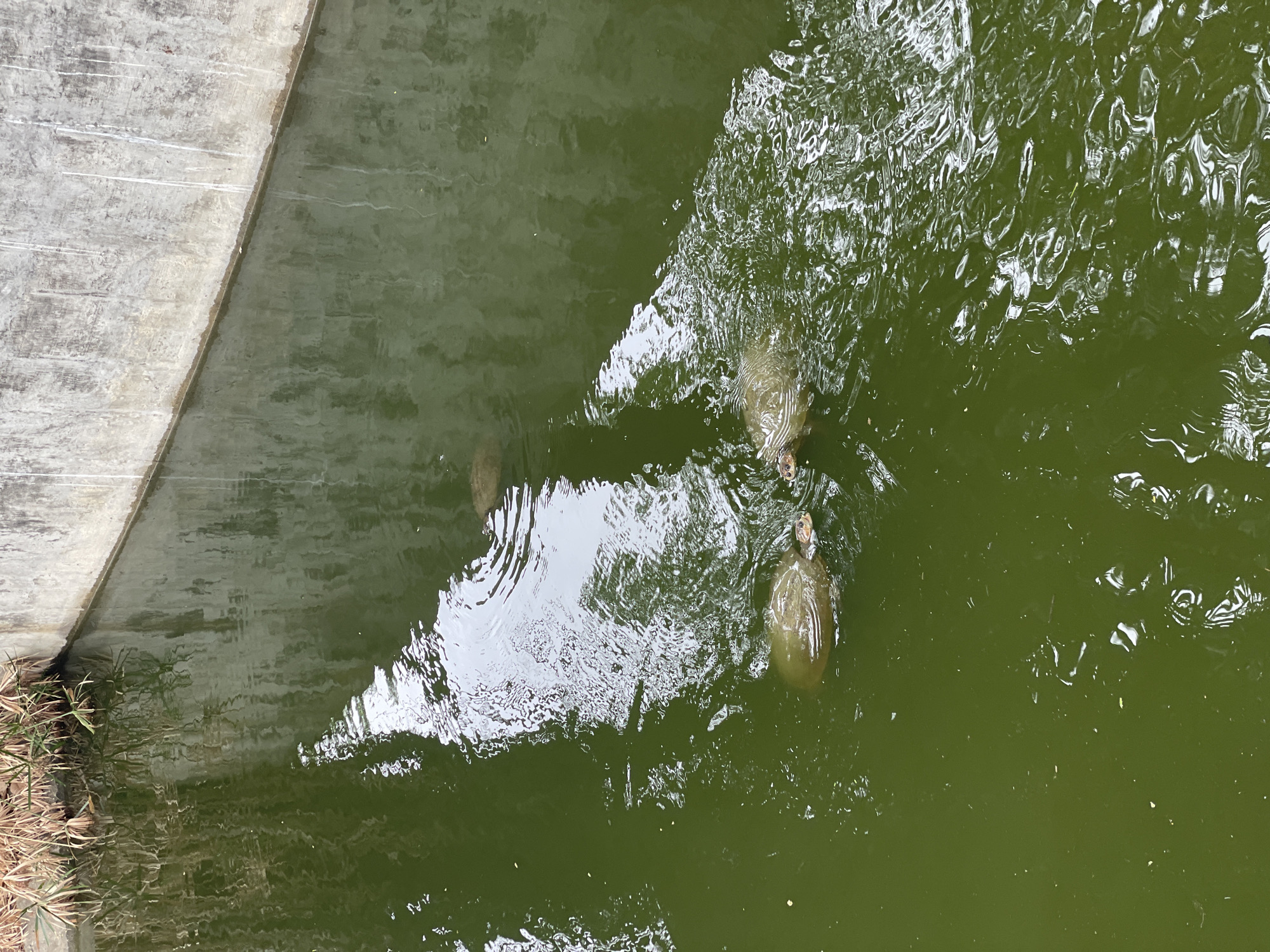 The image displays an overhead perspective of a murky green body of water, contained on one side by a light gray concrete wall. Three turtles are observed swimming within the water. Two turtles are positioned in the mid-ground, moving generally from left to right, with their brown shells and portions of their heads visible above the surface, generating distinct ripples. A third turtle is less distinct, partially submerged further back on the right side. The water's surface reflects light and shows numerous small, irregular ripples. The concrete wall, visible along the upper right and top edge, displays vertical streaks of lighter coloration. In the upper left corner, a cluster of green and dried, tan-colored aquatic vegetation extends into the water from an unseen bank. No individuals or man-made objects other than the wall are visible. The specific location within the city of Caracas, Venezuela, cannot be determined from the visual evidence presented.