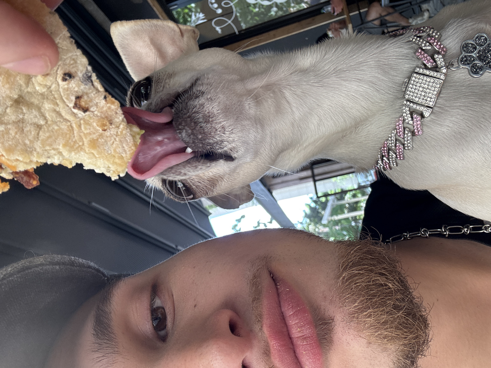 A close-up, upside-down selfie shows a person and a light-colored dog sharing food. The person has brown hair and a beard and is wearing a black baseball cap. The dog, likely a French Bulldog, is white with a grey muzzle and is wearing a jeweled collar with a paw print charm. The dog is licking a piece of flatbread held in the person's hand. The background shows a blurred outdoor scene with trees and a window. The location is Sofia, Bulgaria.