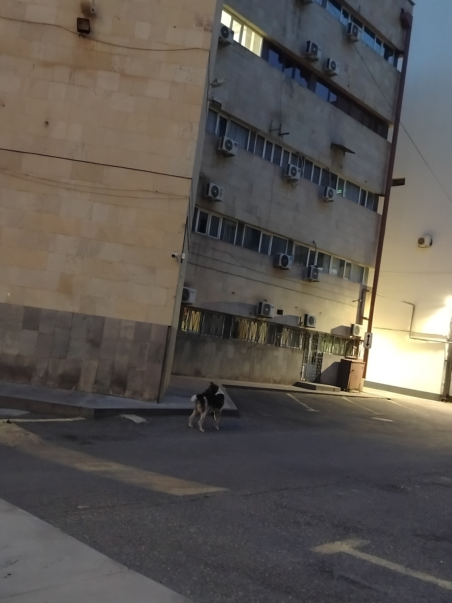 A low-angle, outdoor shot depicts a street in Yerevan, Armenia, at dusk. Two dogs are standing on the asphalt road, their attention directed towards the right side of the frame. The buildings flanking the street are clad in a mixture of stone and concrete, with numerous windows and air conditioning units visible on the facade of the building on the right. Street lighting casts a glow on the road, and architectural details such as fences and a small structure resembling an electrical box or utility access point are also present. The image is captured in a style that emphasizes the urban environment.